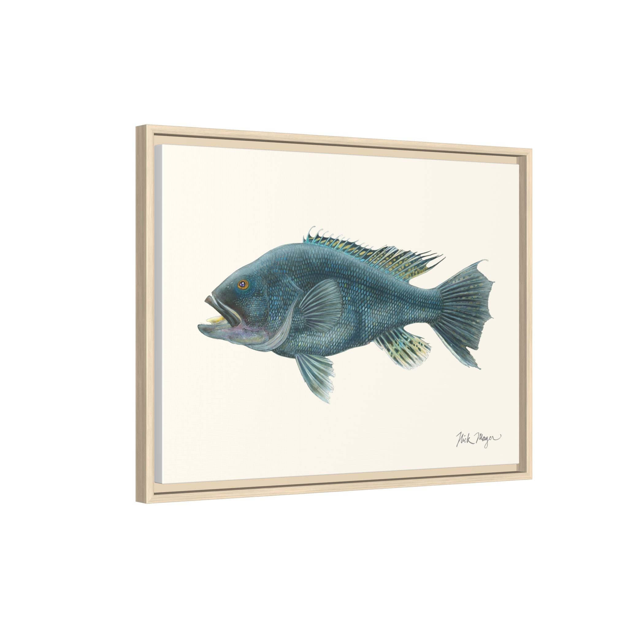 Black Sea Bass Framed Canvas Print Printify