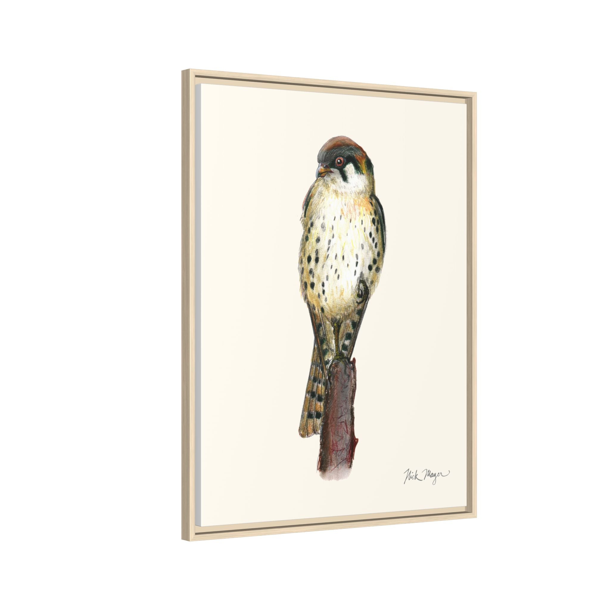 American Kestrel Framed Canvas Print Printify