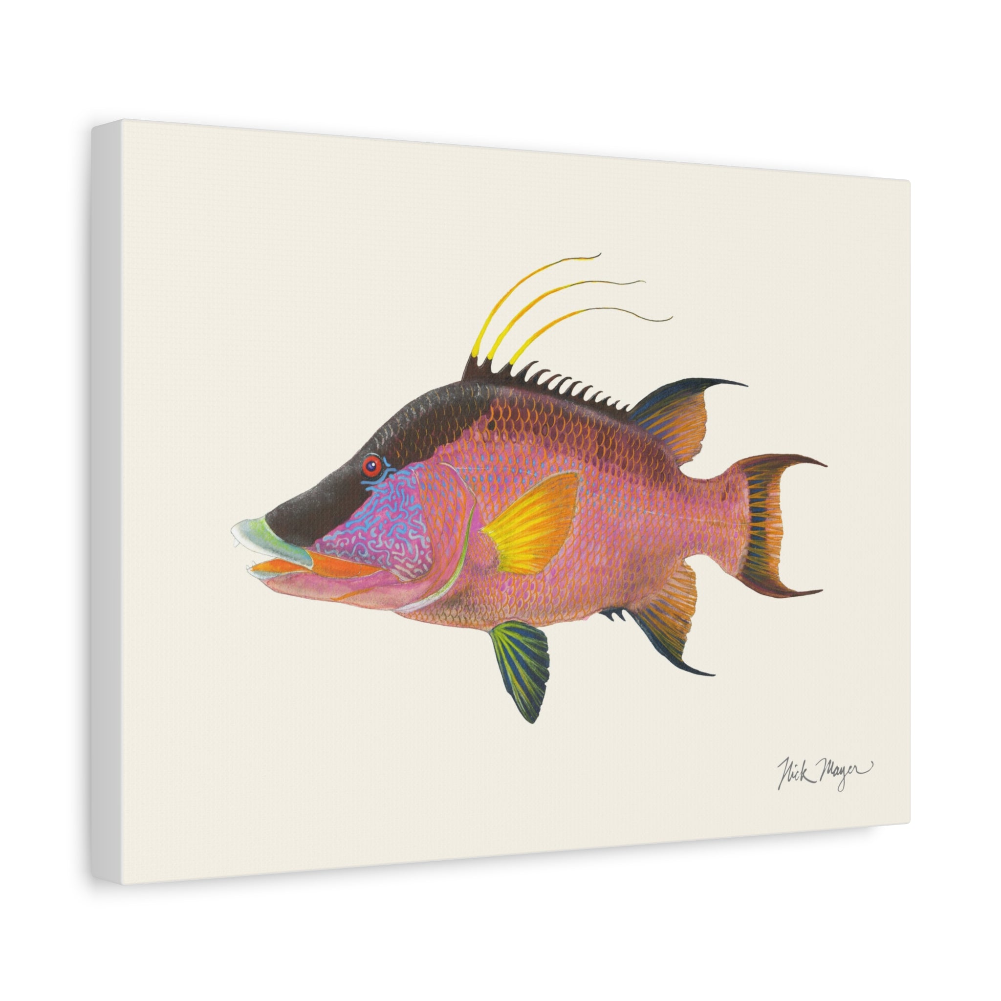 Hogfish Canvas Print