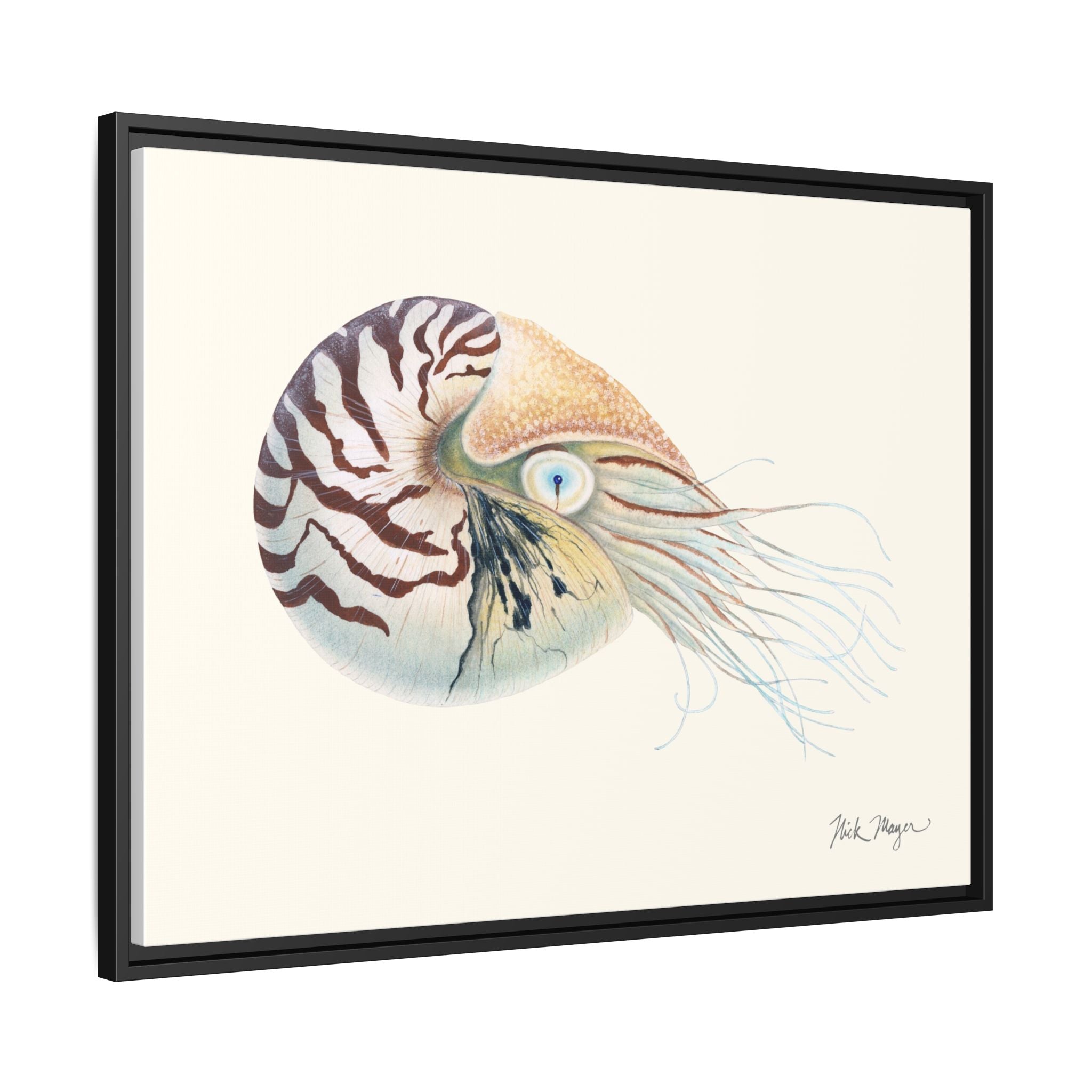 Chambered Nautilus Framed Canvas Print Printify