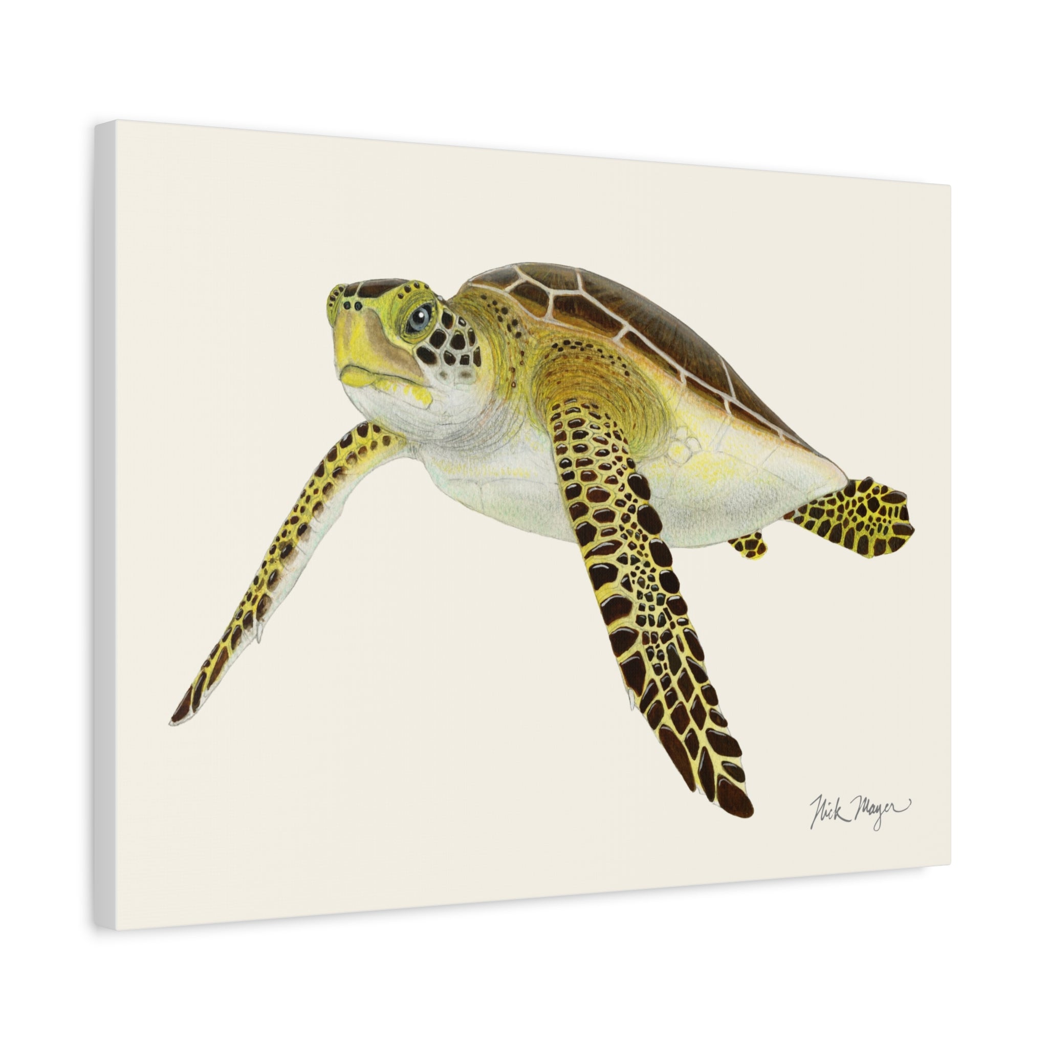 Juvenile Green Sea Turtle III Canvas Print