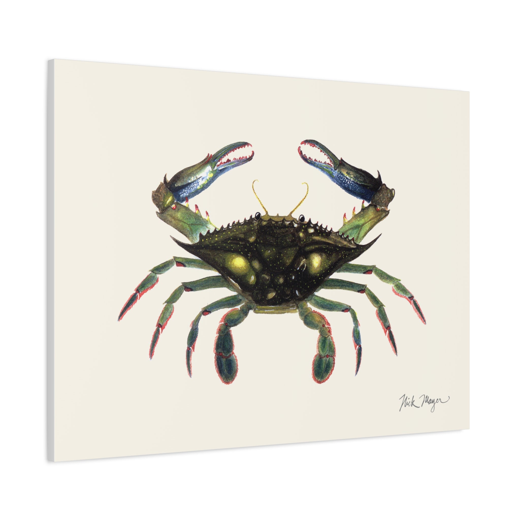 Blue Crab Claws In Canvas Print
