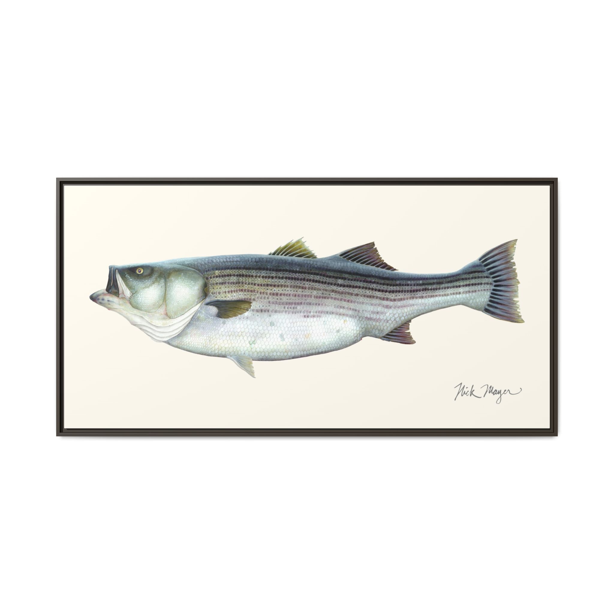 Striped Bass, 60 lbs Framed Canvas Print Printify