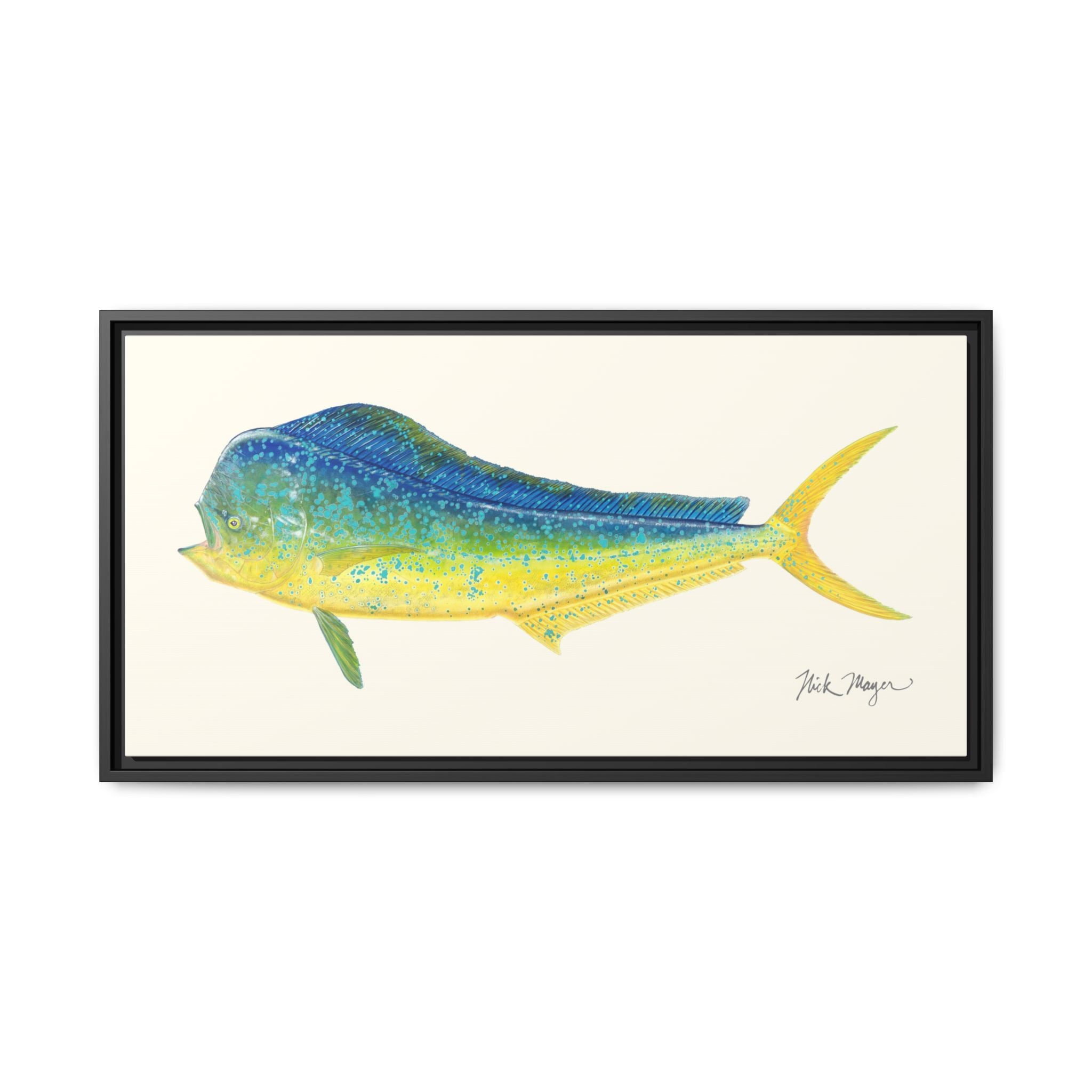 Bull Mahi Mahi Framed Canvas Print