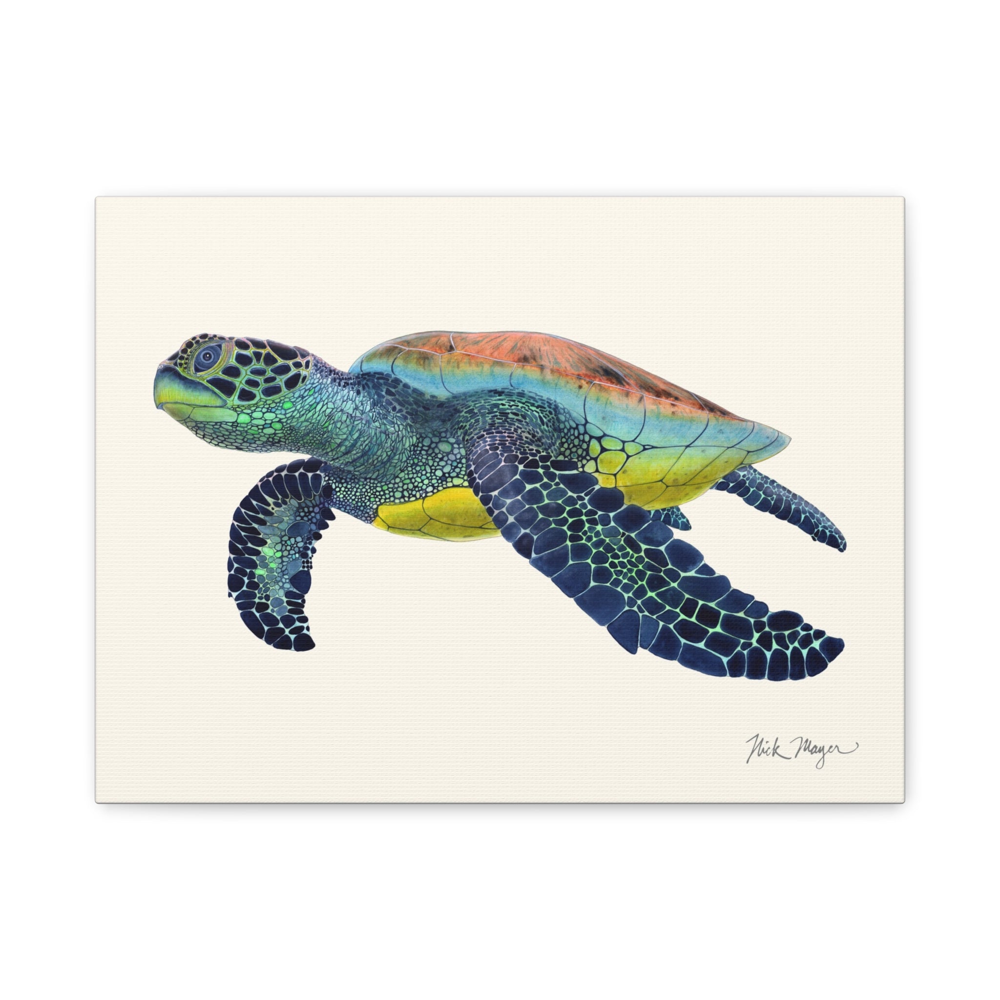 Green Sea Turtle II Canvas Print