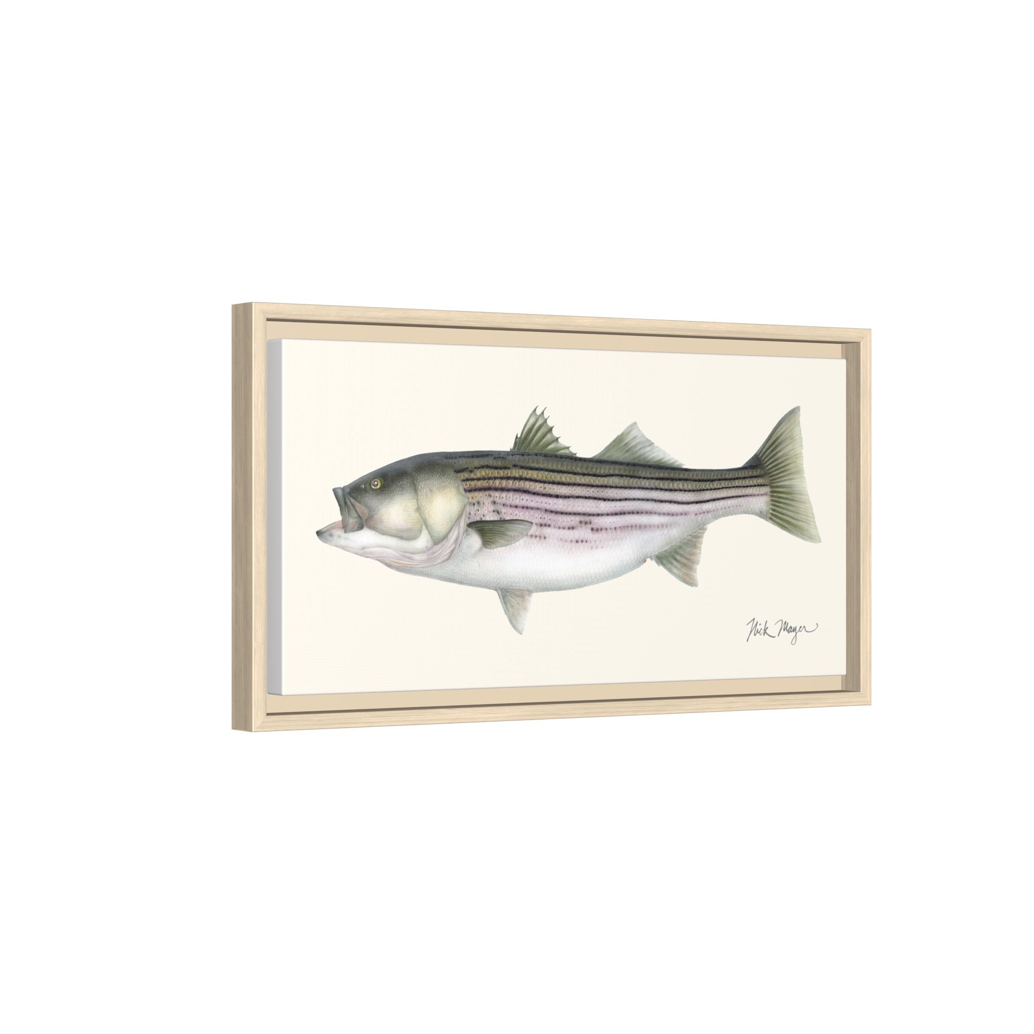 Striped Bass, 30 lbs Framed Canvas Print Printify