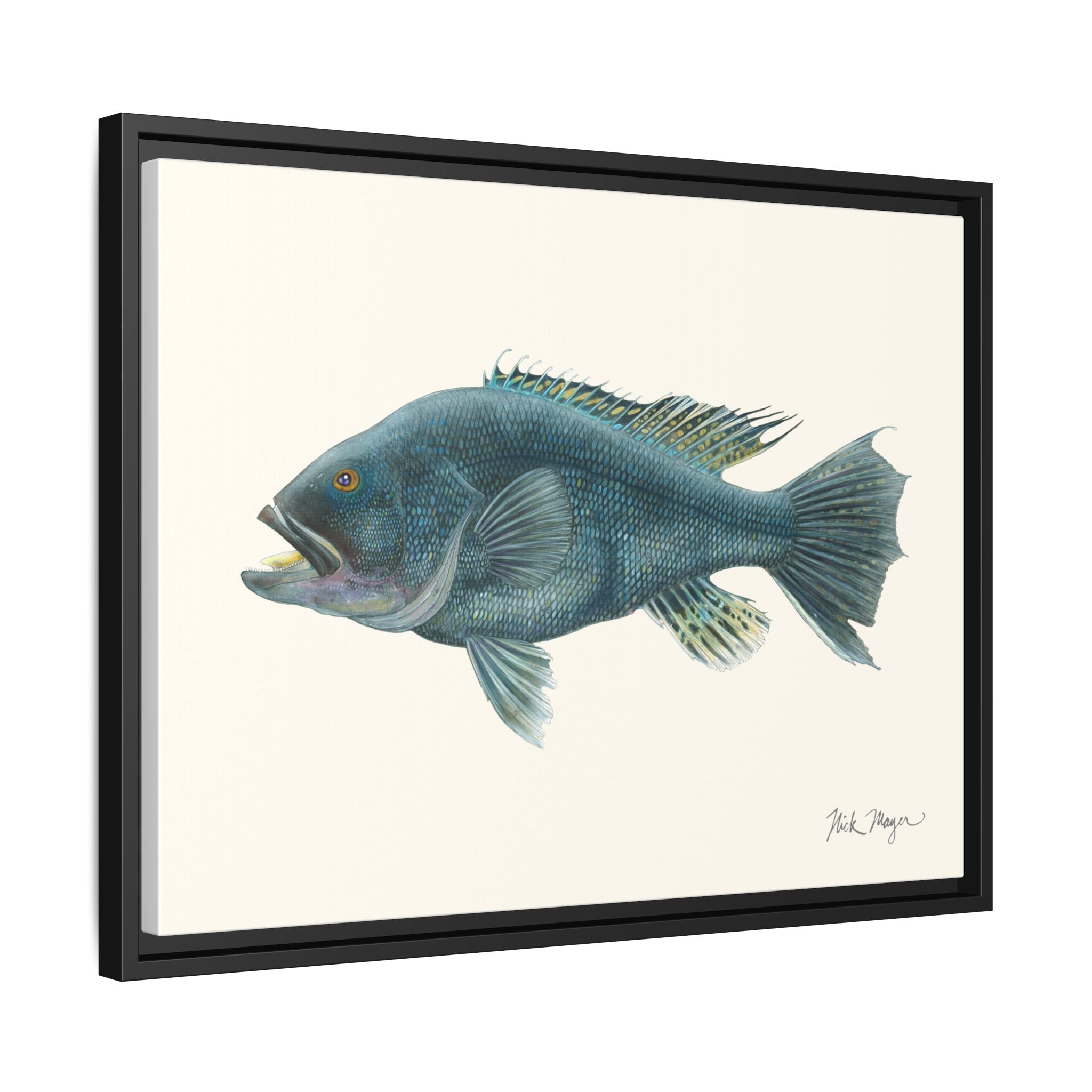 Black Sea Bass Framed Canvas Print Printify
