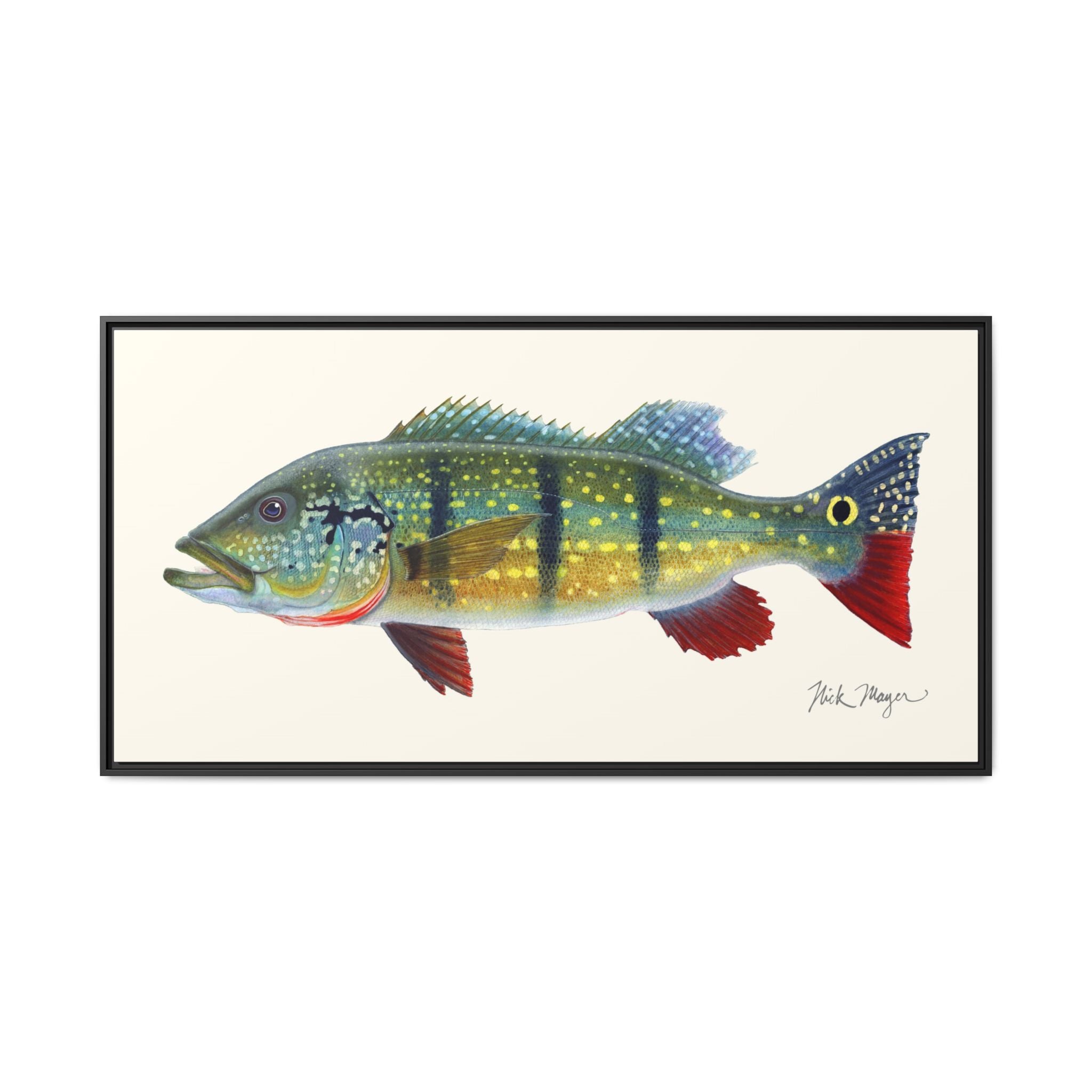 Peacock Bass Framed Canvas Print Printify