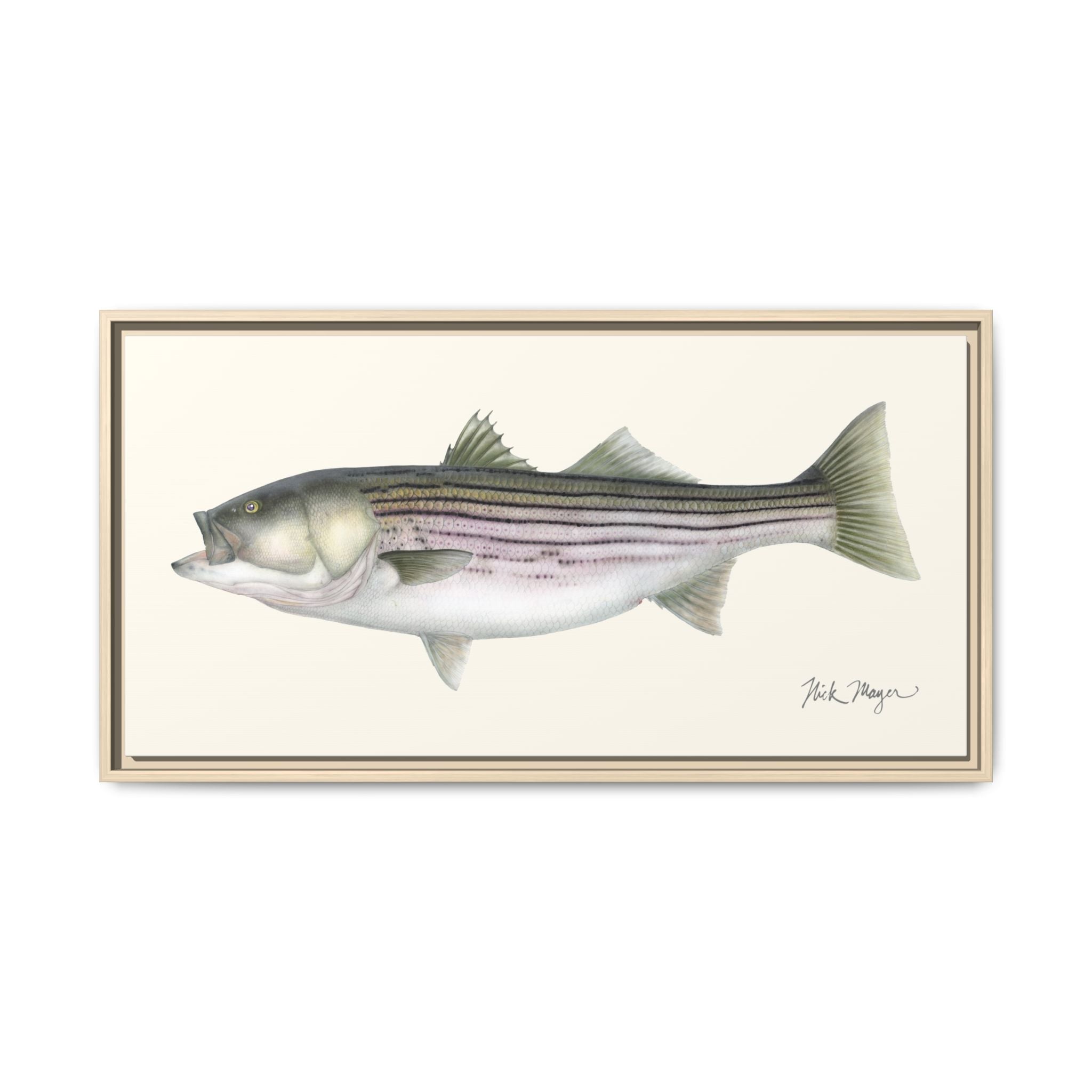 Striped Bass, 30 lbs Framed Canvas Print Printify