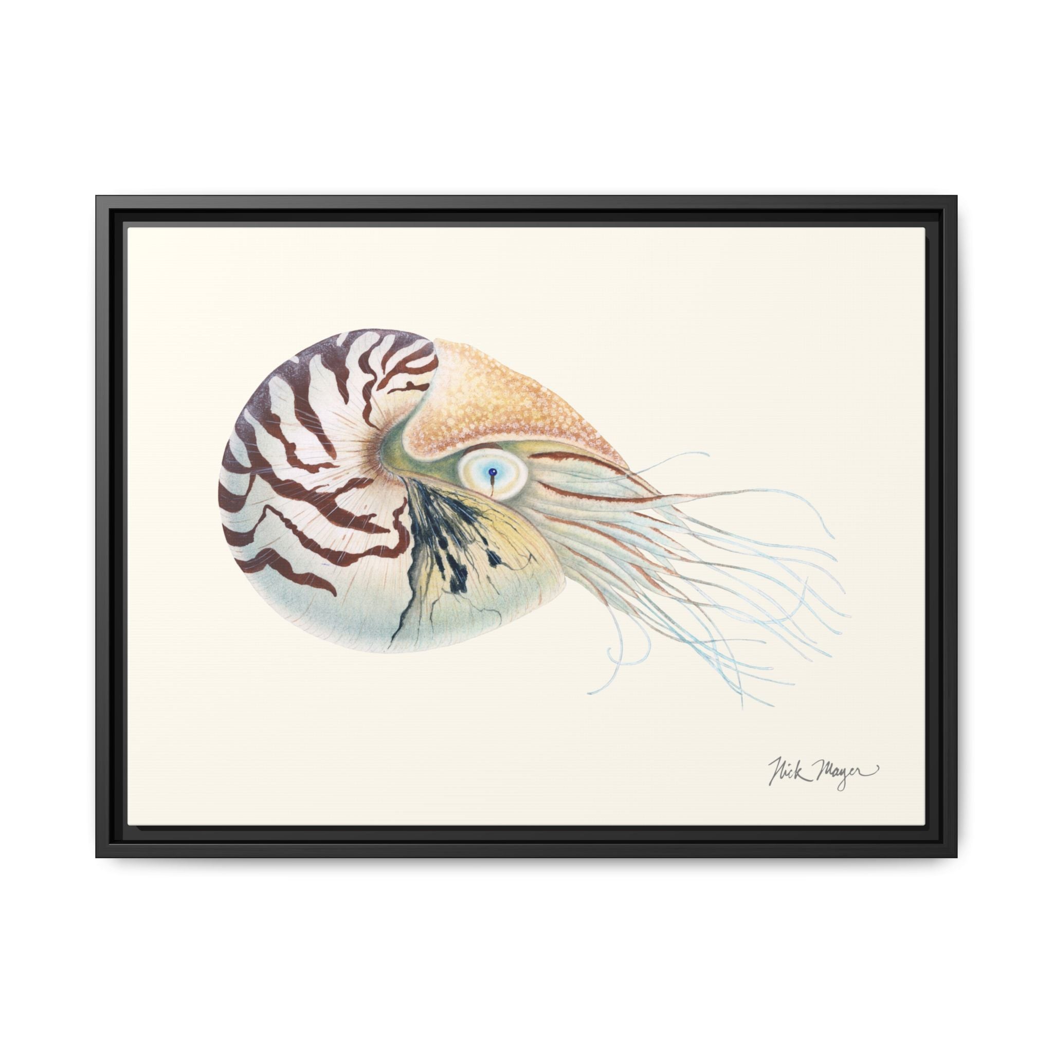 Chambered Nautilus Framed Canvas Print Printify