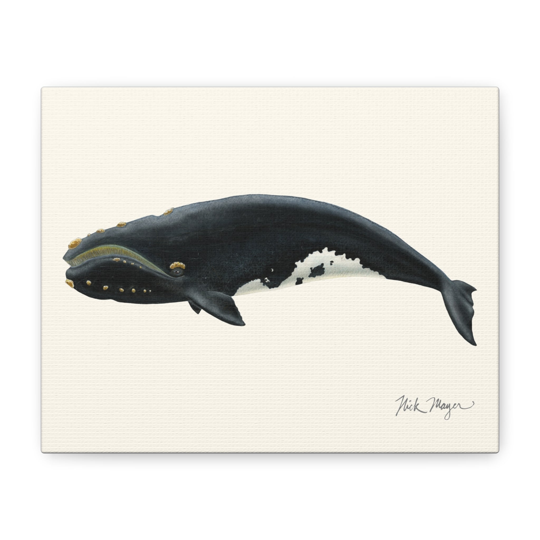 Right Whale Mini Canvas Print