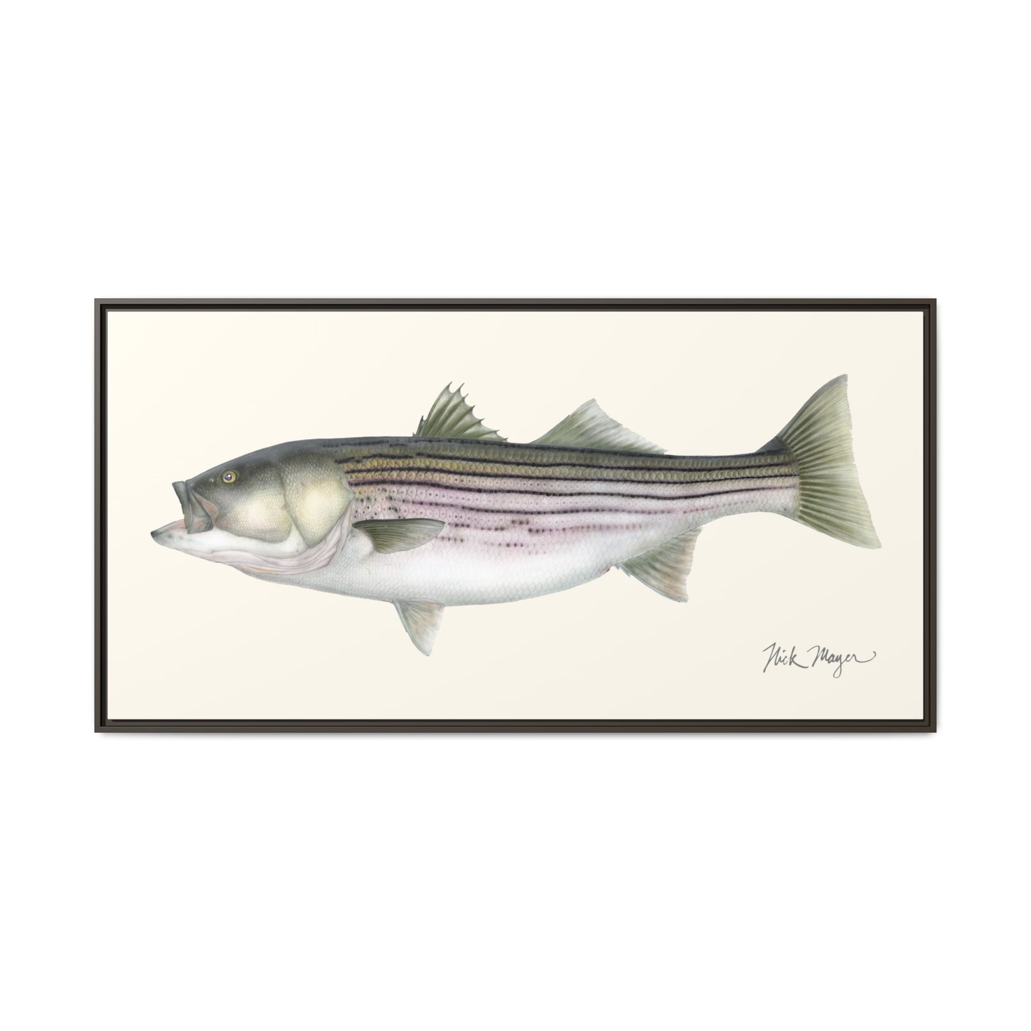 Striped Bass, 30 lbs Framed Canvas Print