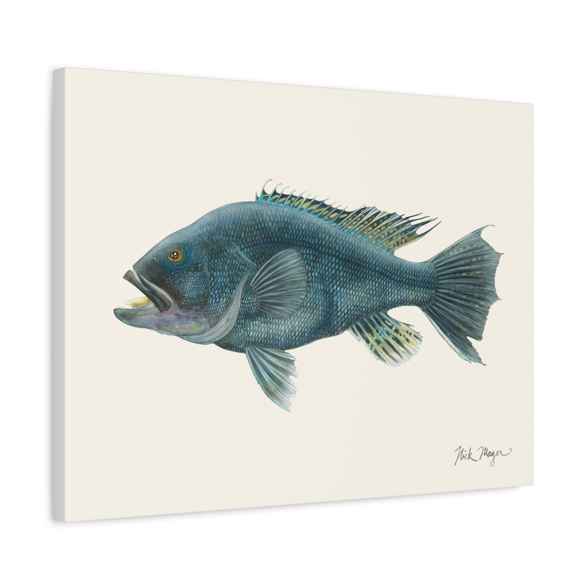 Black Sea Bass Canvas Print