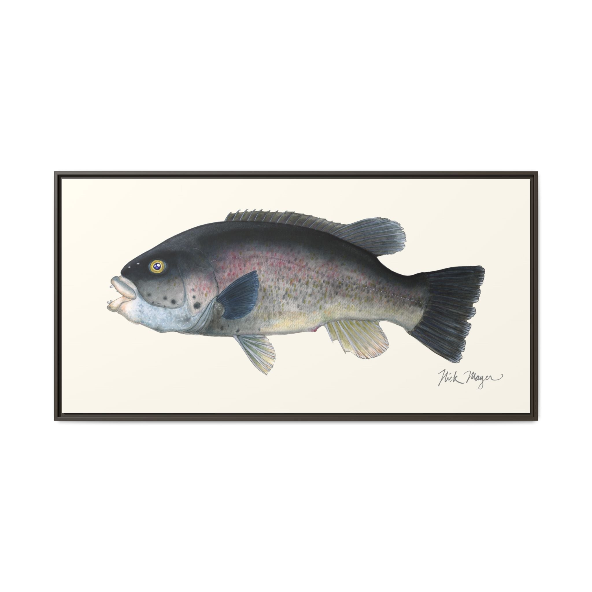 Tautog / Blackfish Framed Canvas Print Printify