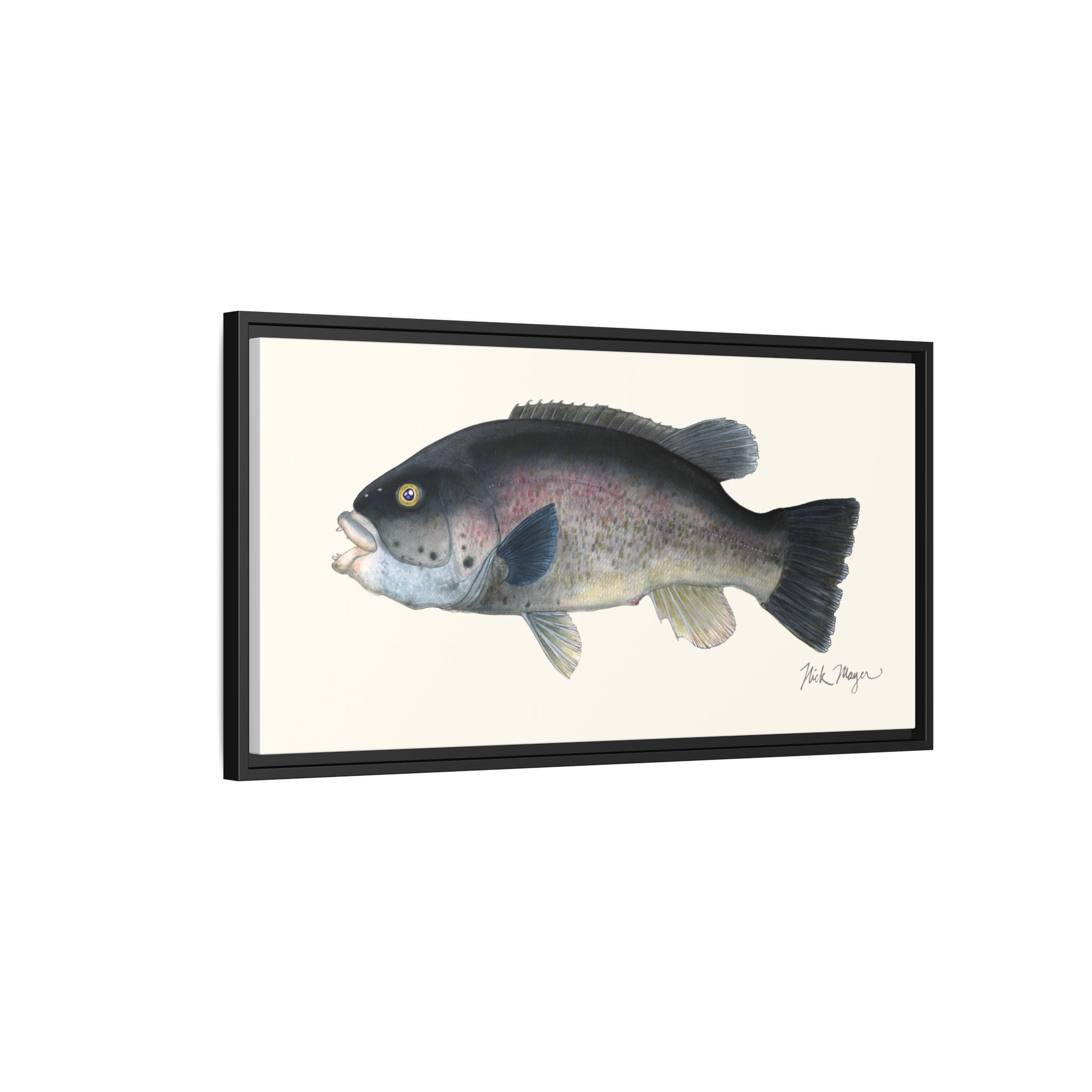 Tautog / Blackfish Framed Canvas Print Printify