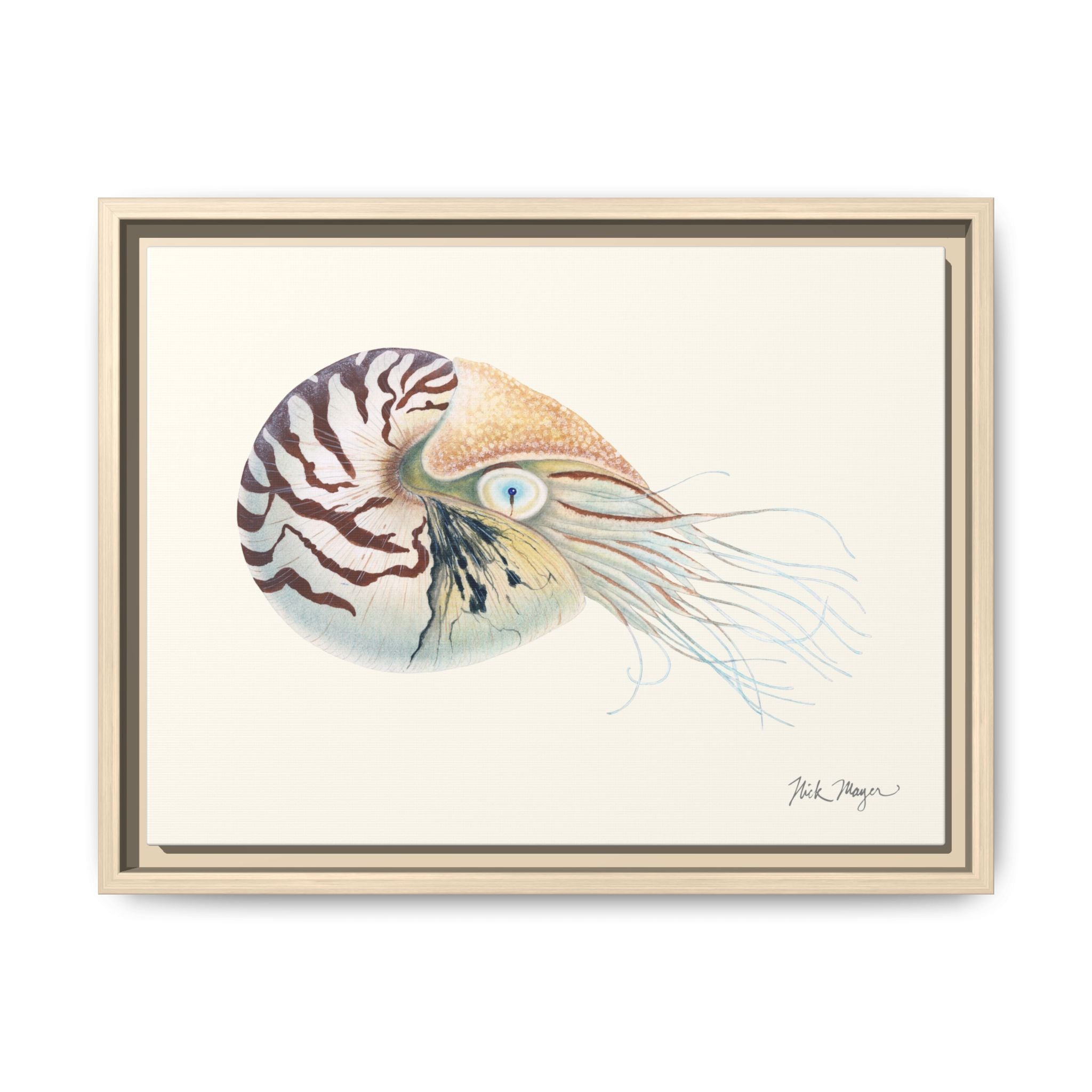 Chambered Nautilus Framed Canvas Print Printify