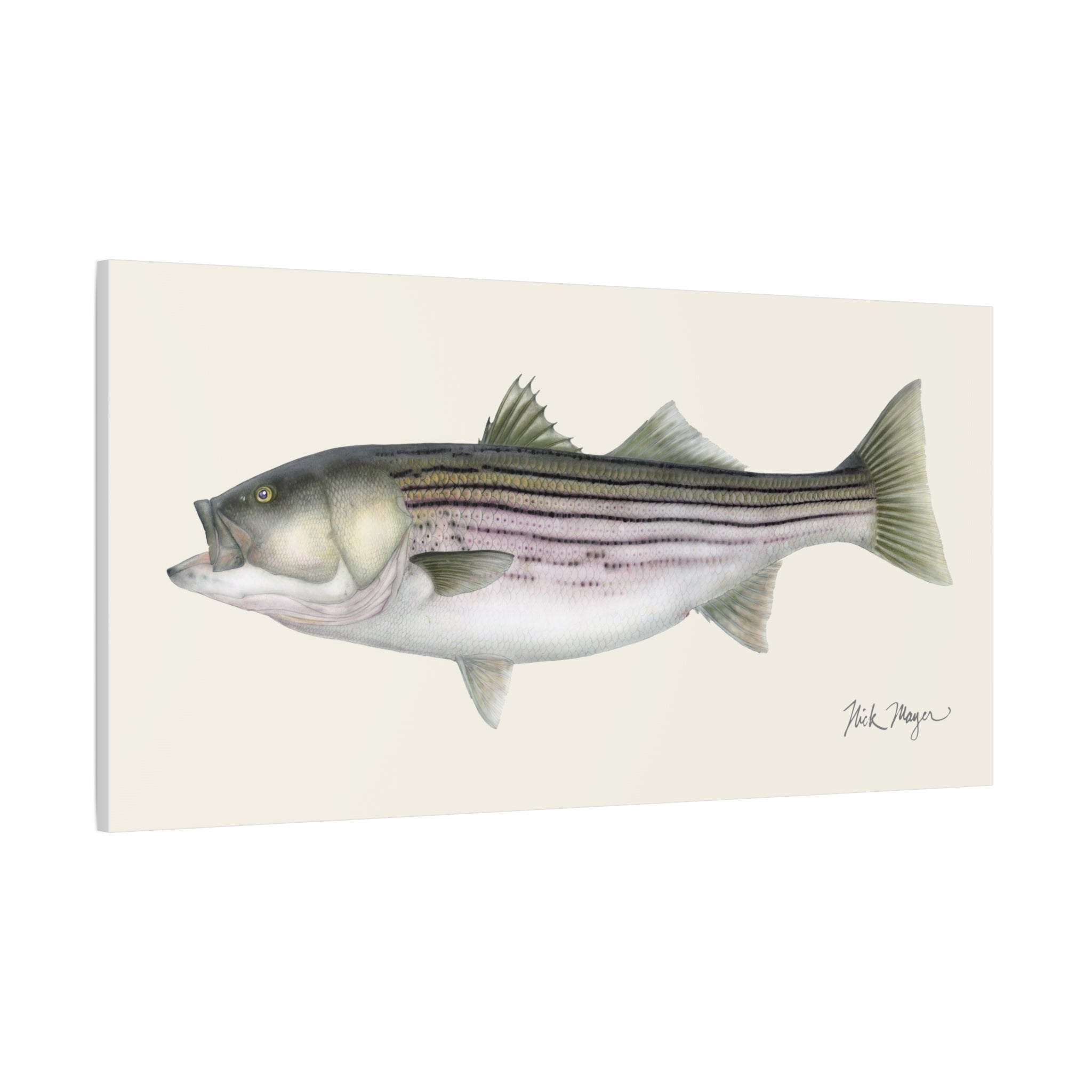 Striped Bass, 30 lbs Canvas Print