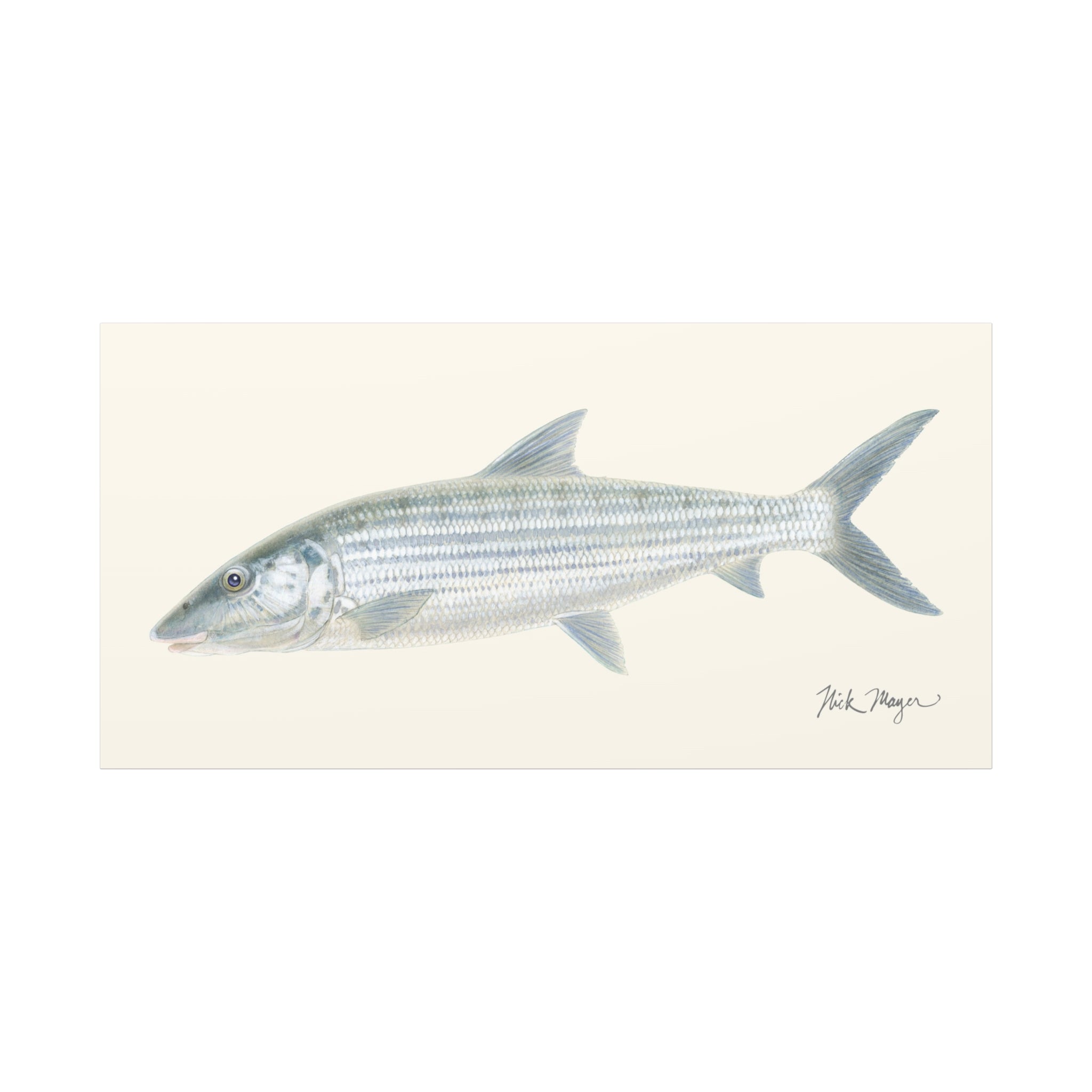 Bonefish Canvas Print