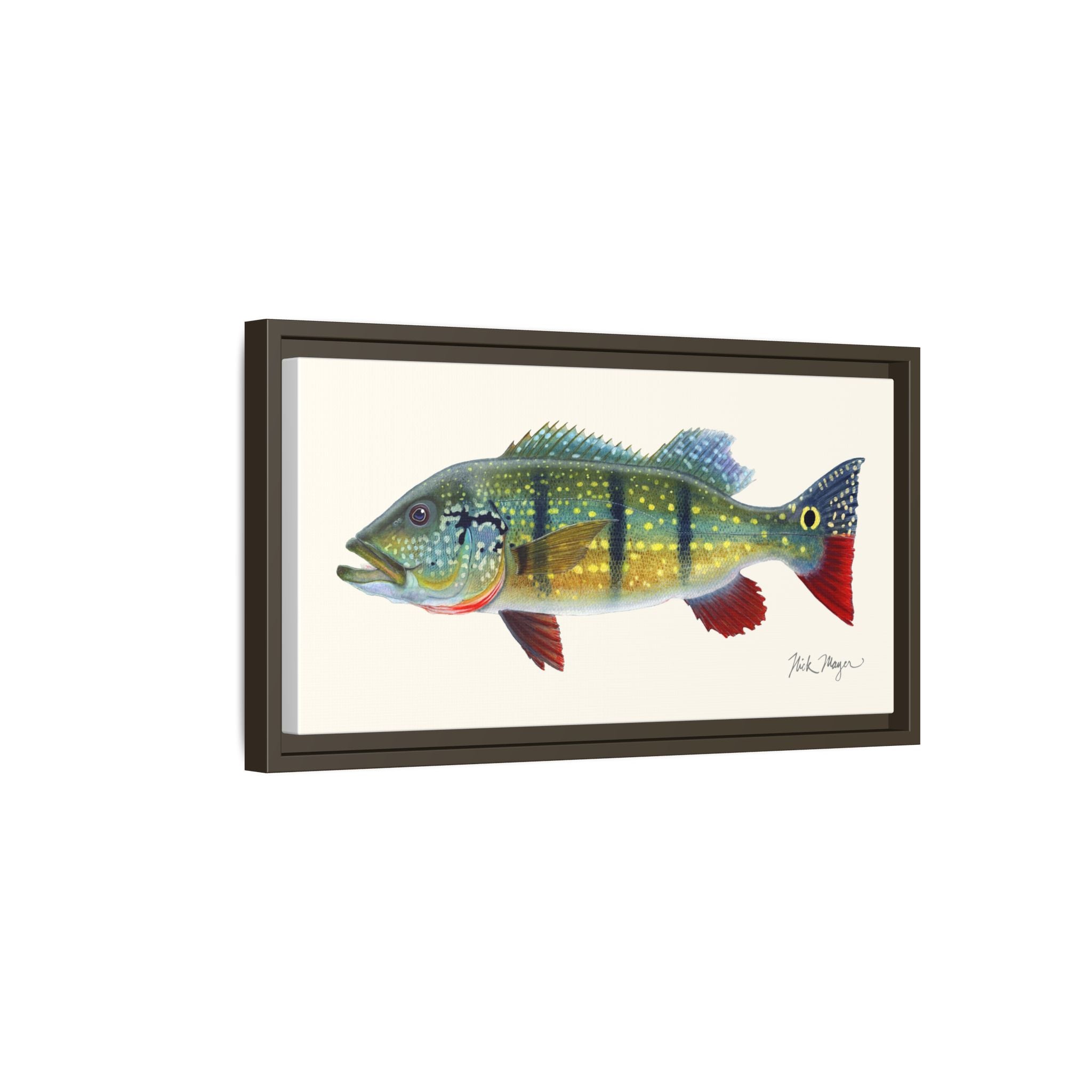 Peacock Bass Framed Canvas Print Printify