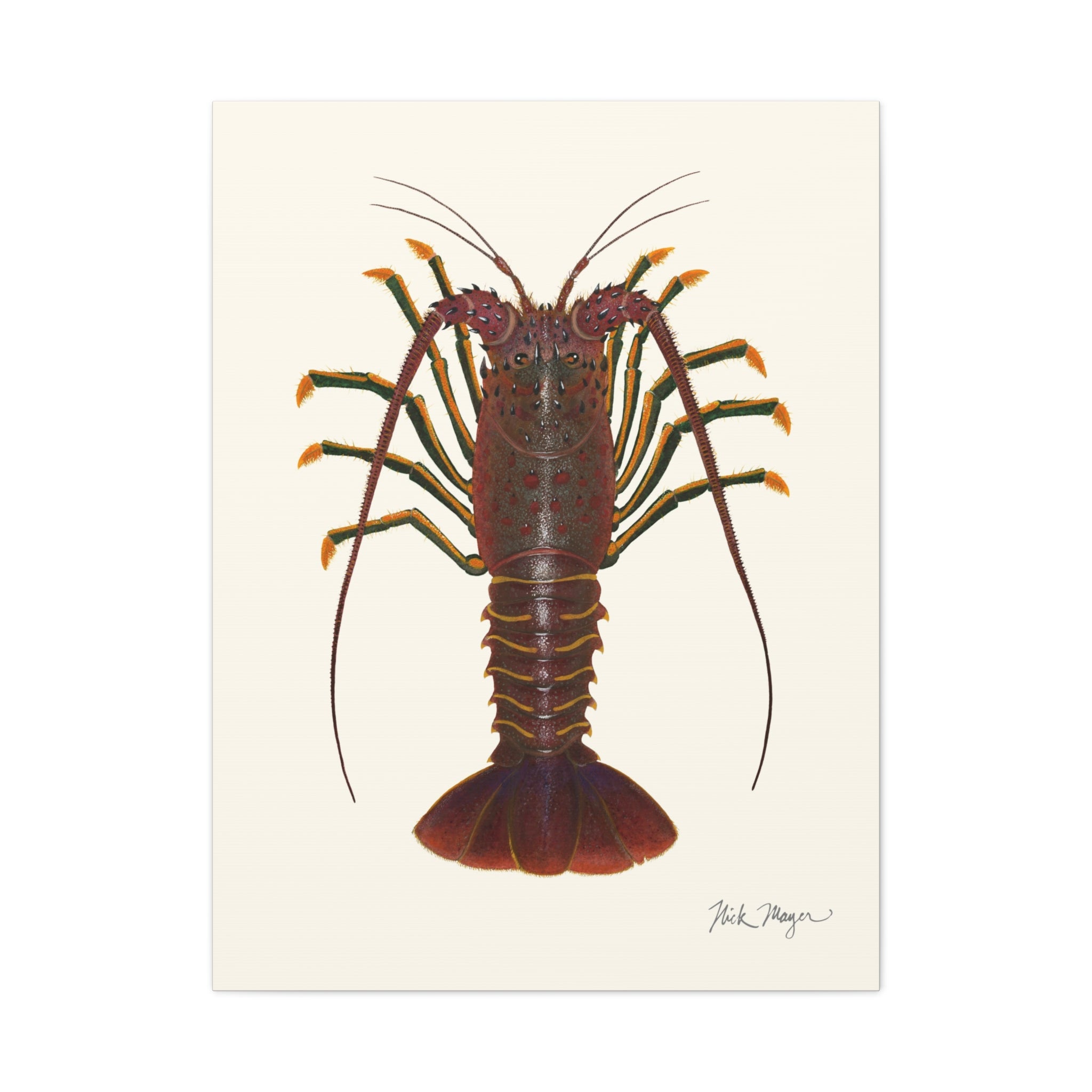 Spiny Lobster Canvas Print