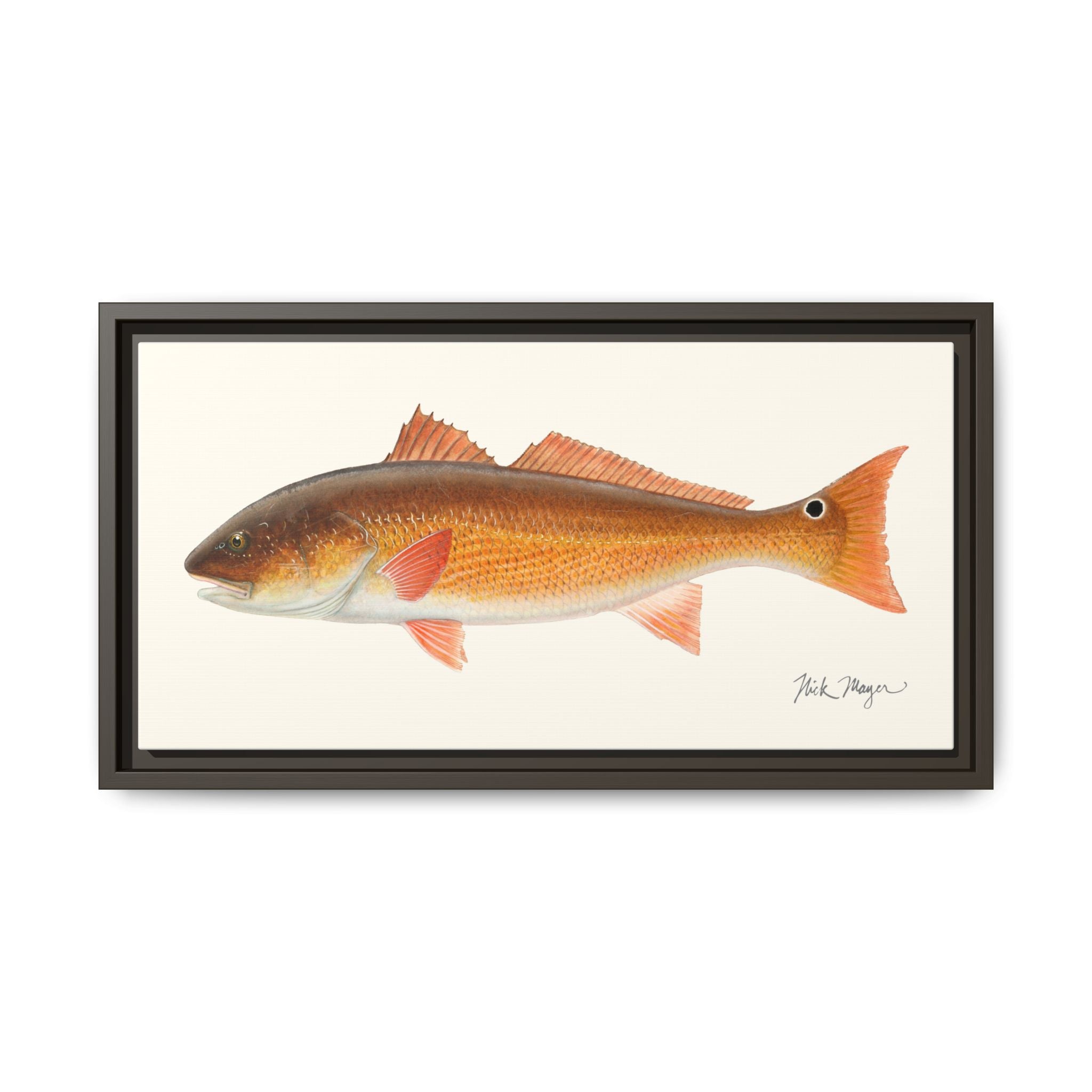 Redfish, 15 lbs Framed Canvas Print Printify