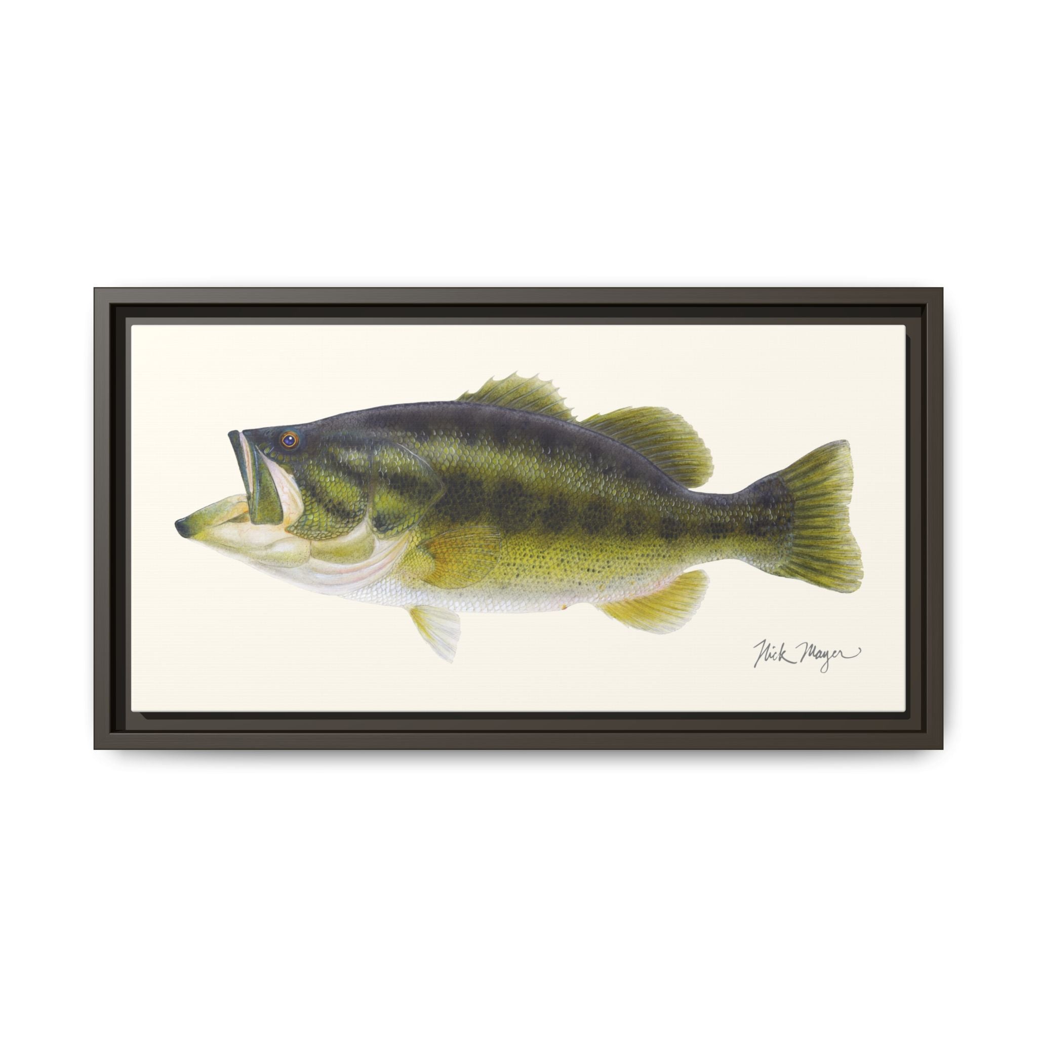 Largemouth Bass I Framed Canvas Print Printify