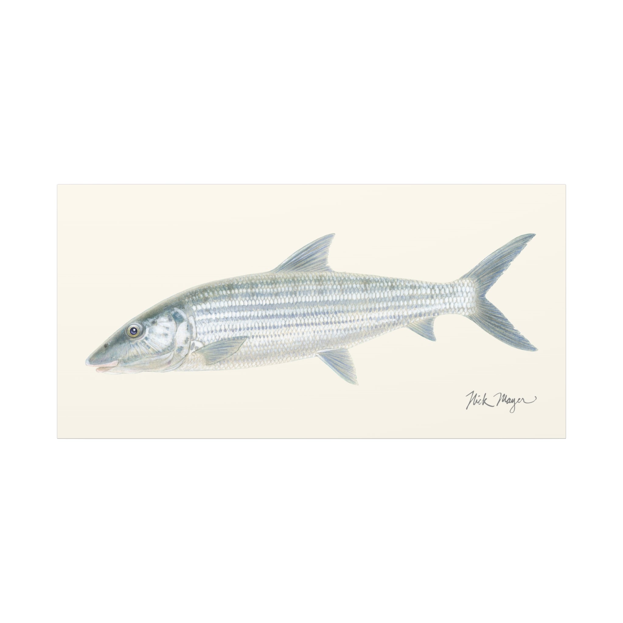 Bonefish Canvas Print