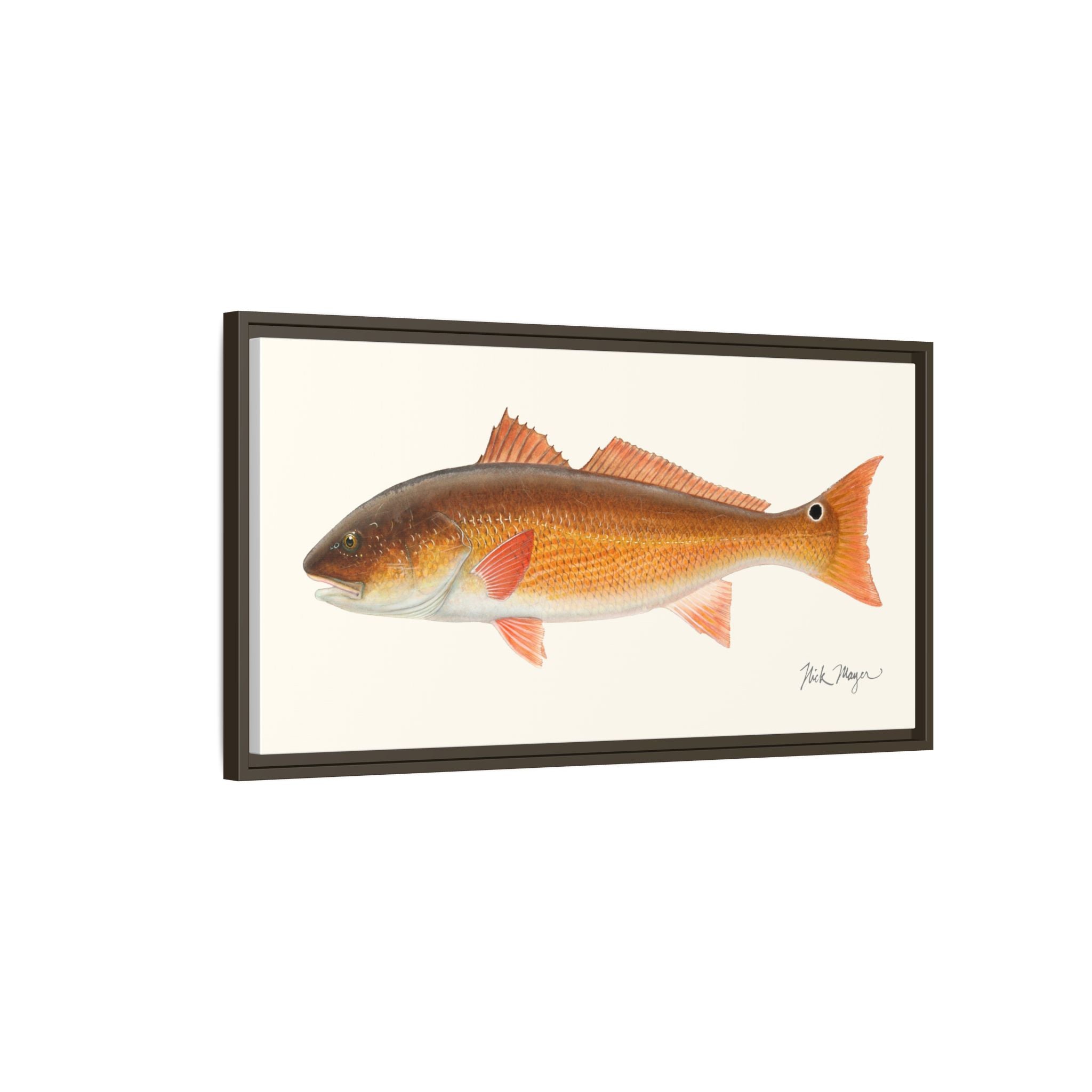 Redfish, 15 lbs Framed Canvas Print Printify