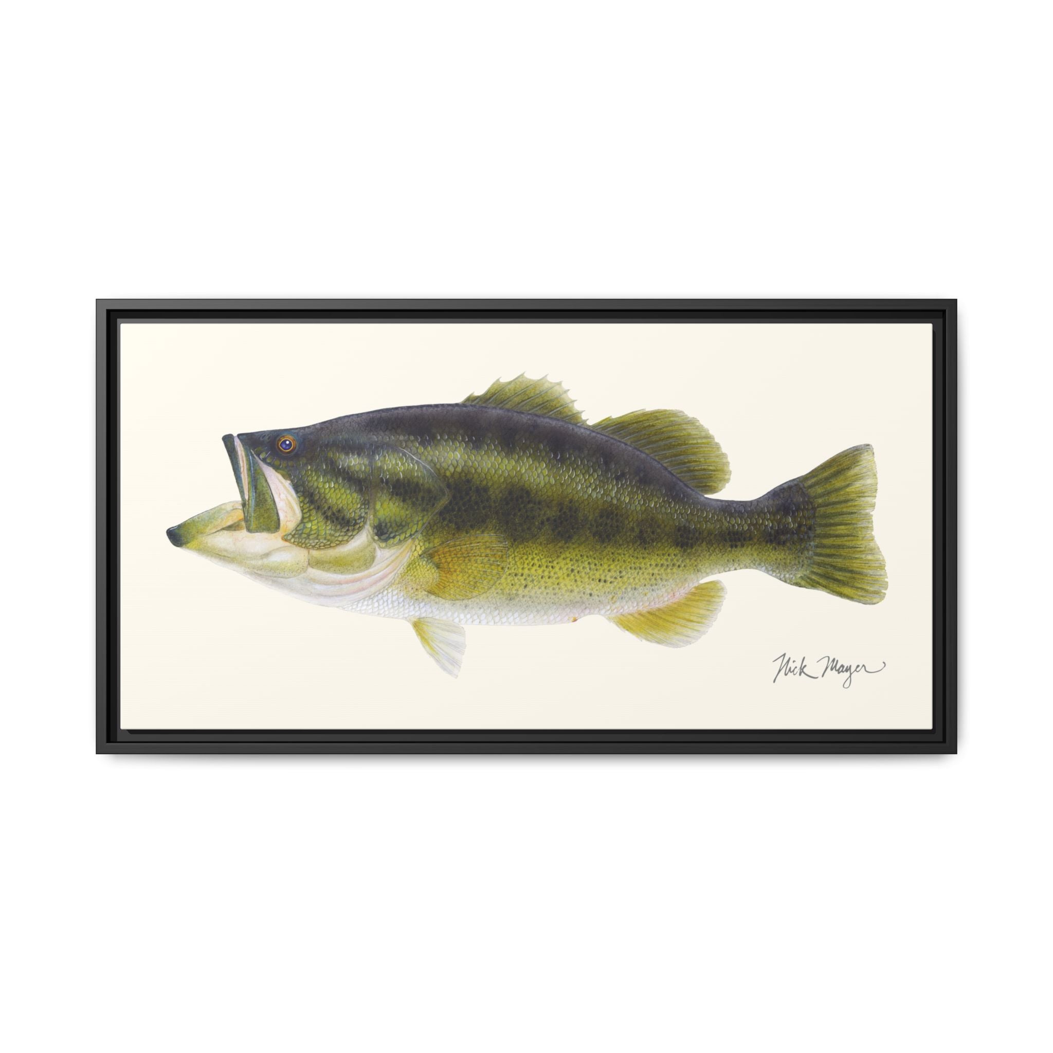 Largemouth Bass I Framed Canvas Print Printify