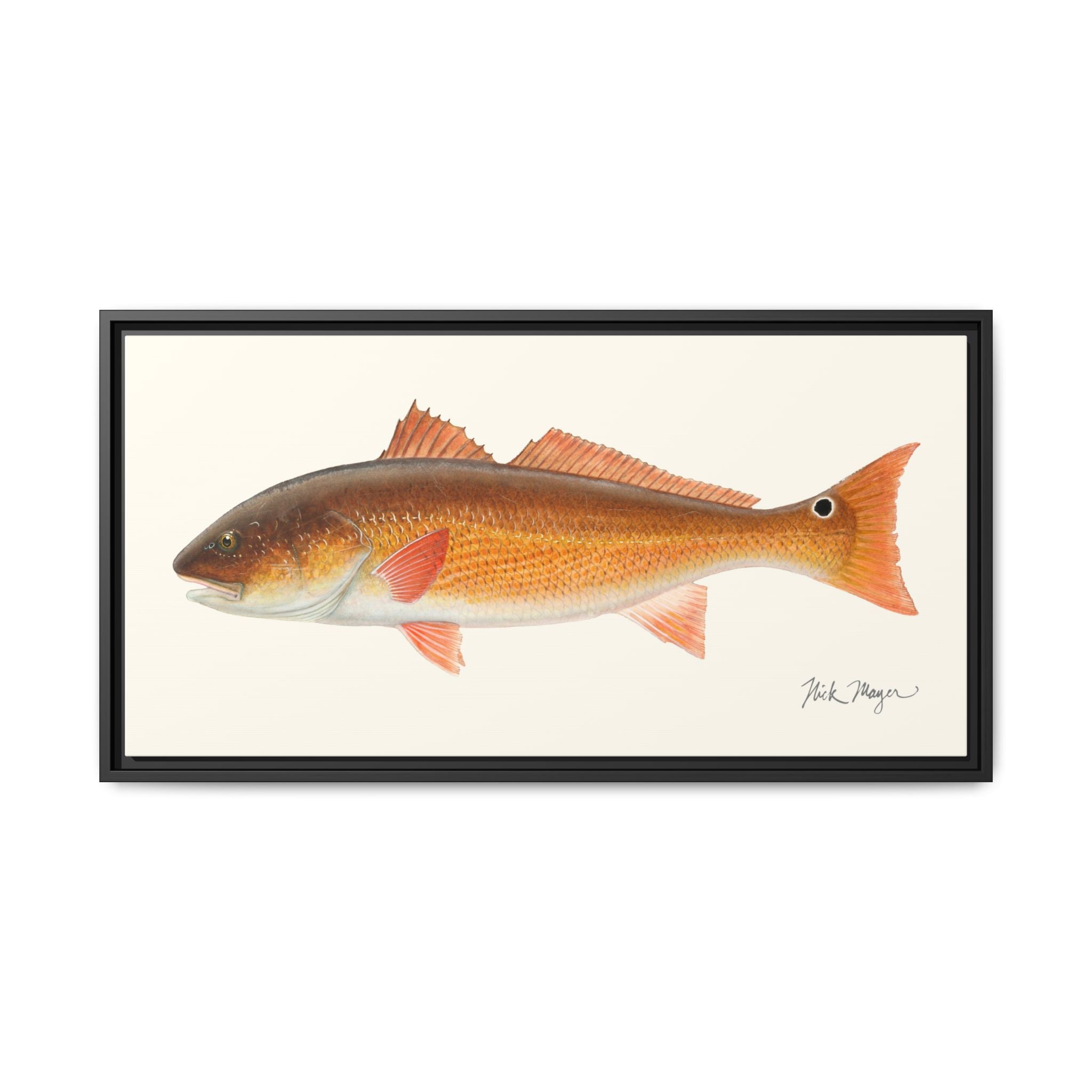 Redfish, 15 lbs Framed Canvas Print Printify