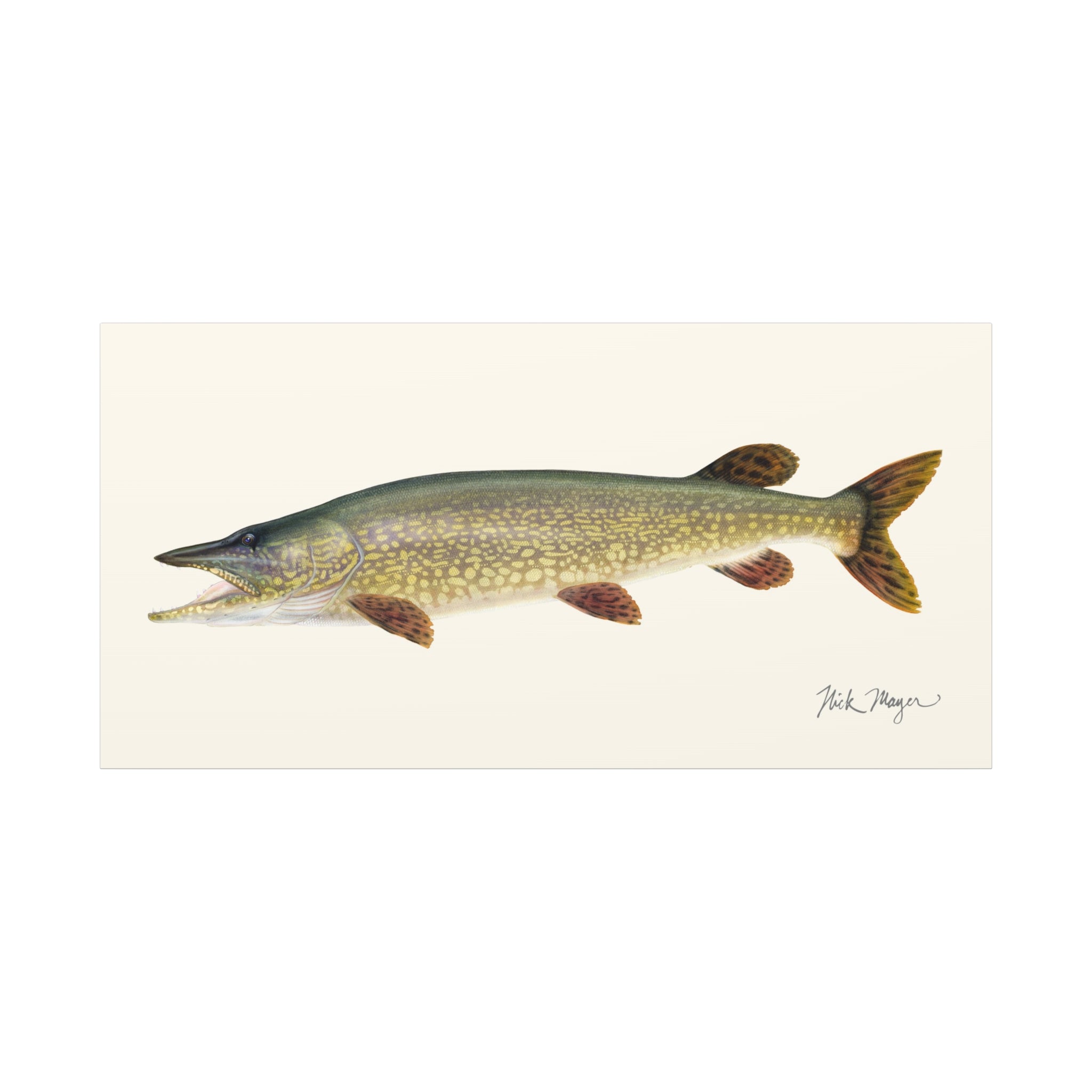 Northern Pike Canvas Print