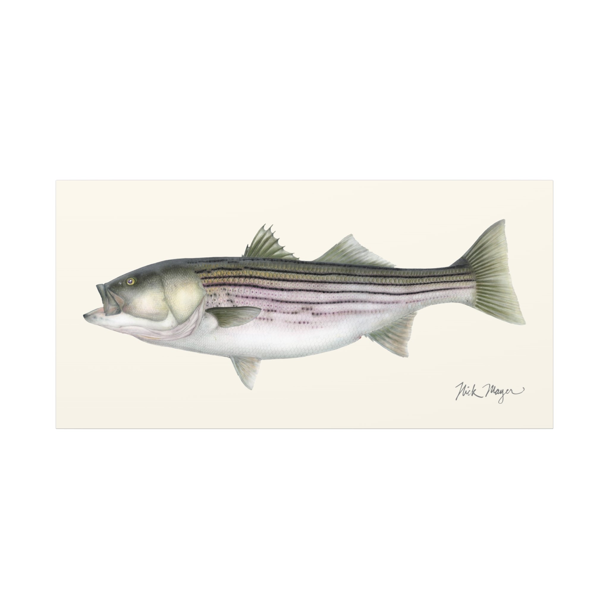 Striped Bass, 30 lbs Canvas Print