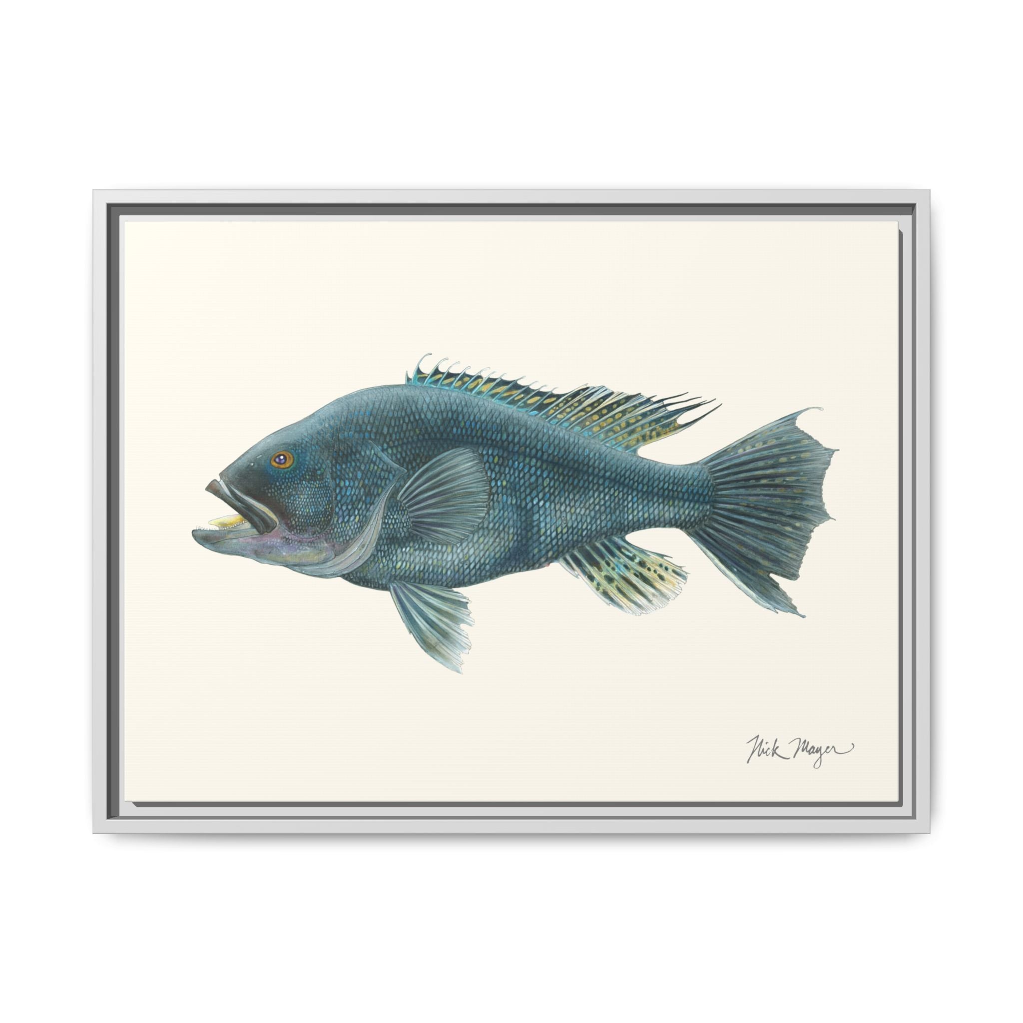 Black Sea Bass Framed Canvas Print Printify