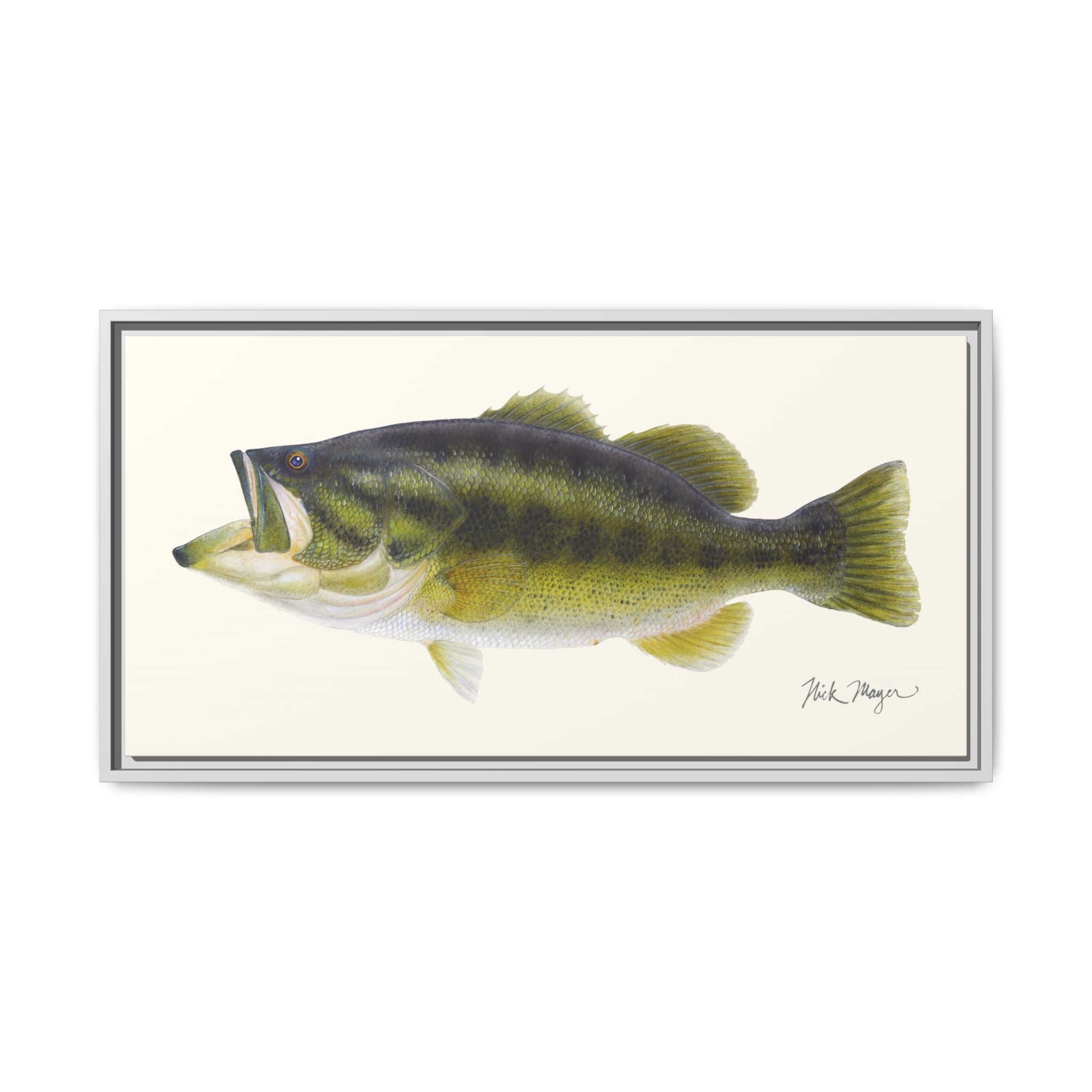 Largemouth Bass I Framed Canvas Print Printify