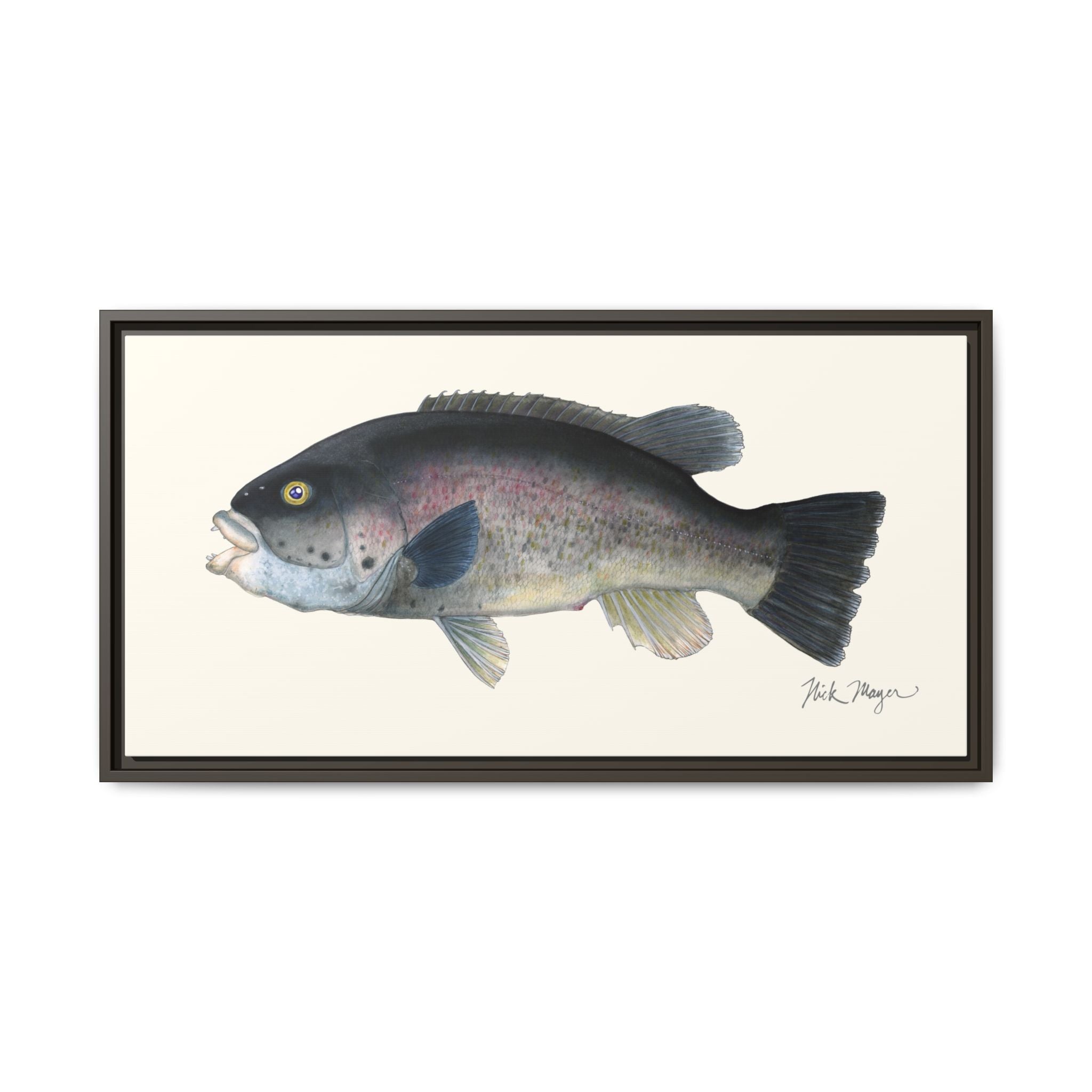 Tautog / Blackfish Framed Canvas Print Printify