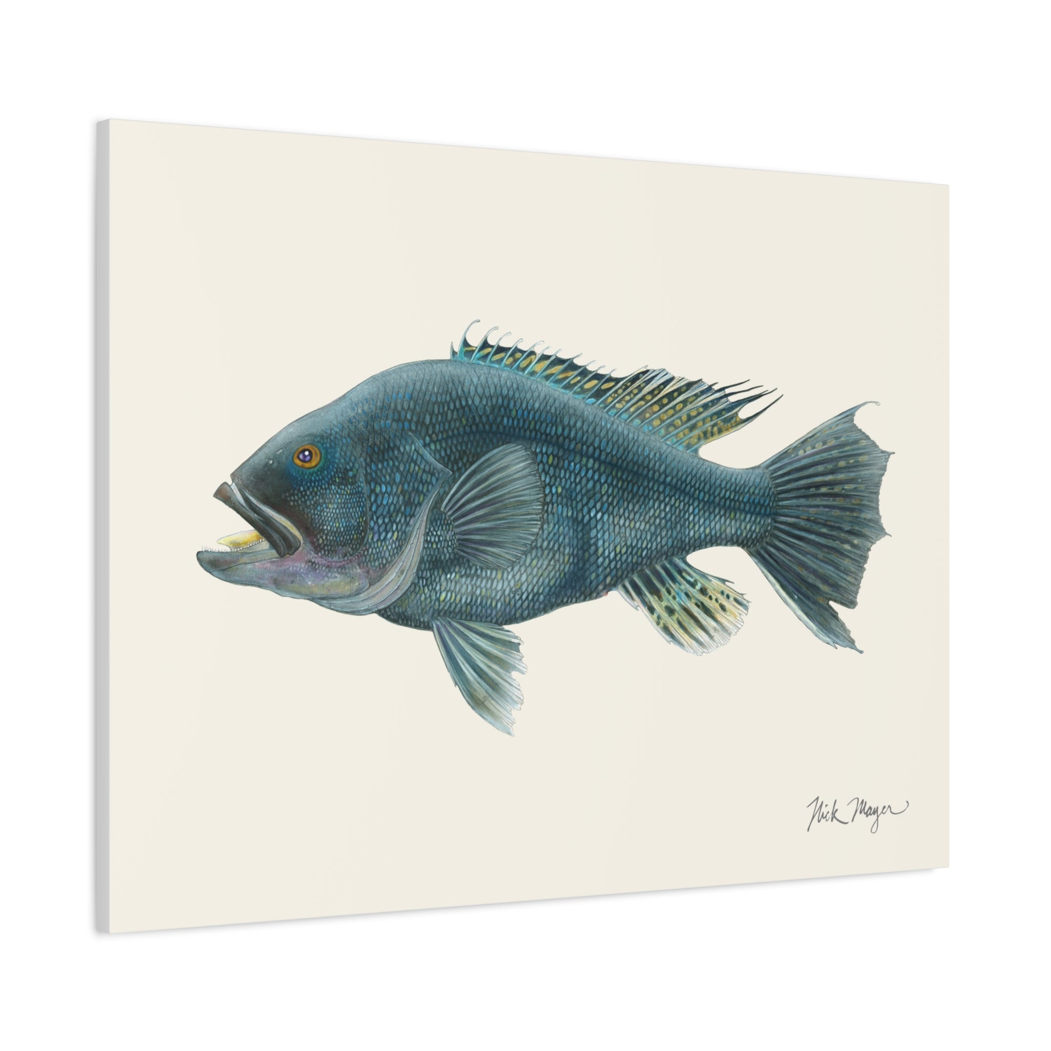 Black Sea Bass Canvas Print