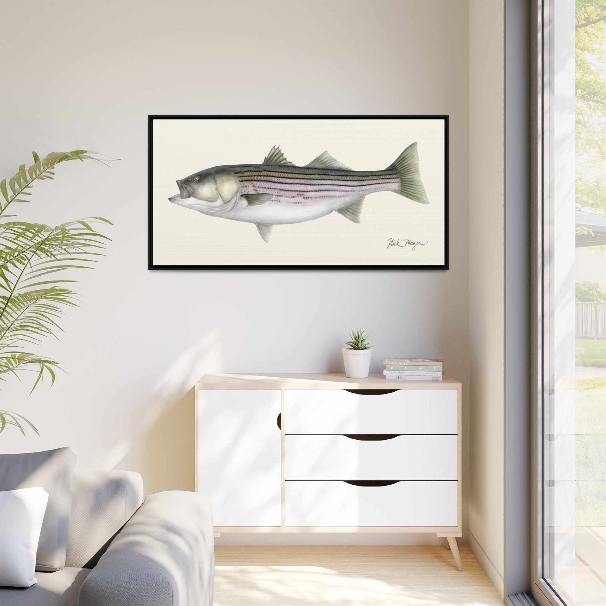 Striped Bass, 30 lbs Framed Canvas Print