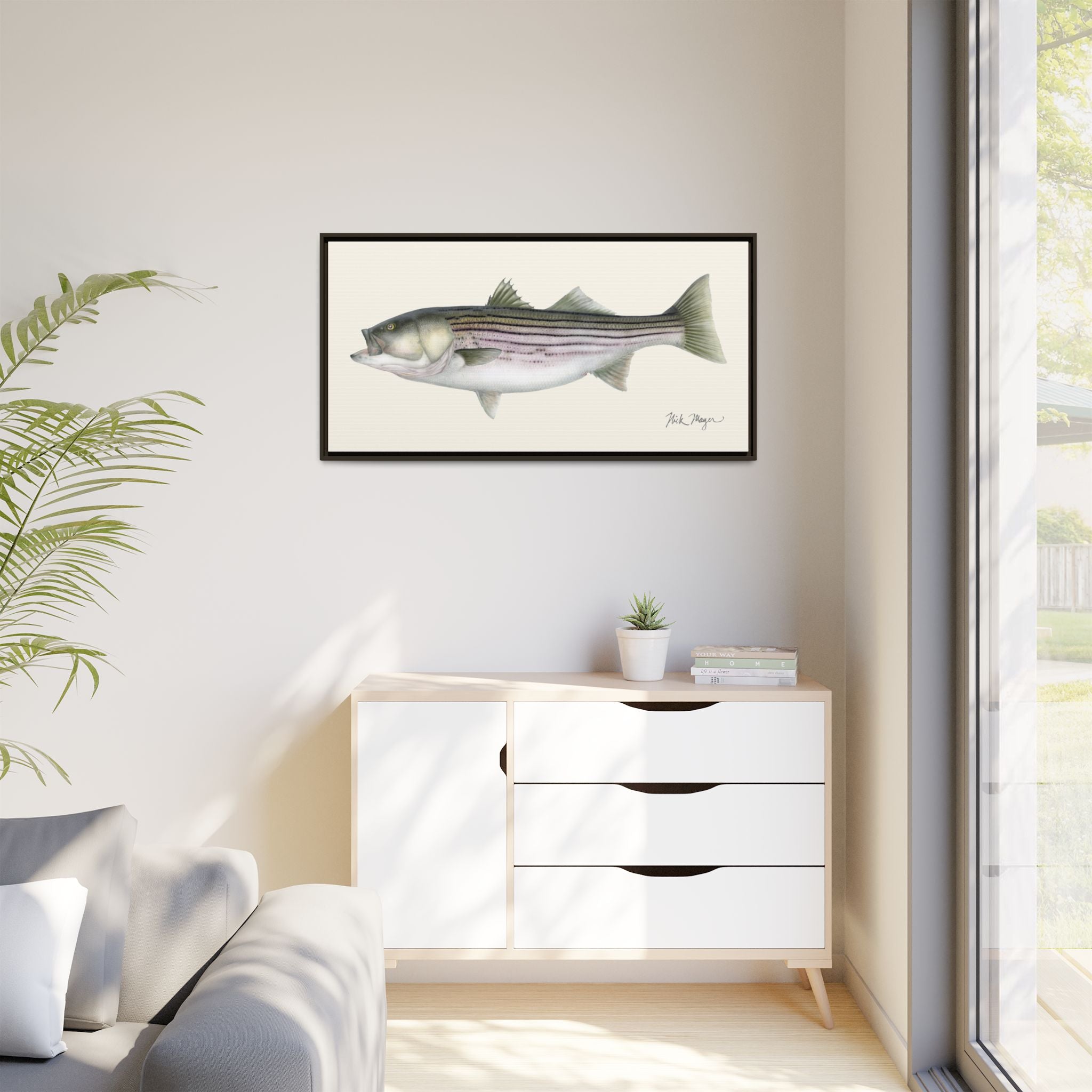 Striped Bass, 30 lbs Framed Canvas Print
