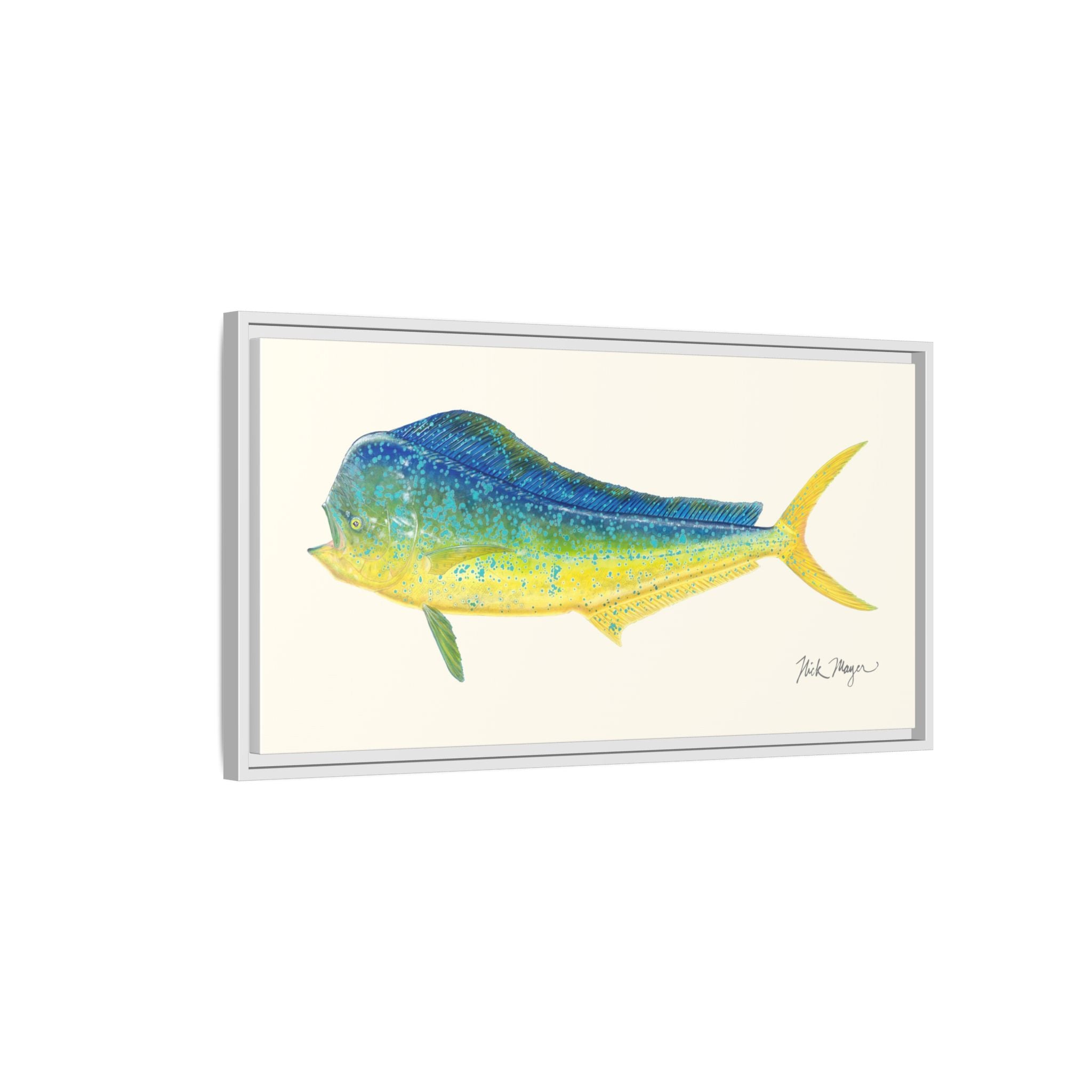 Bull Mahi Mahi Framed Canvas Print