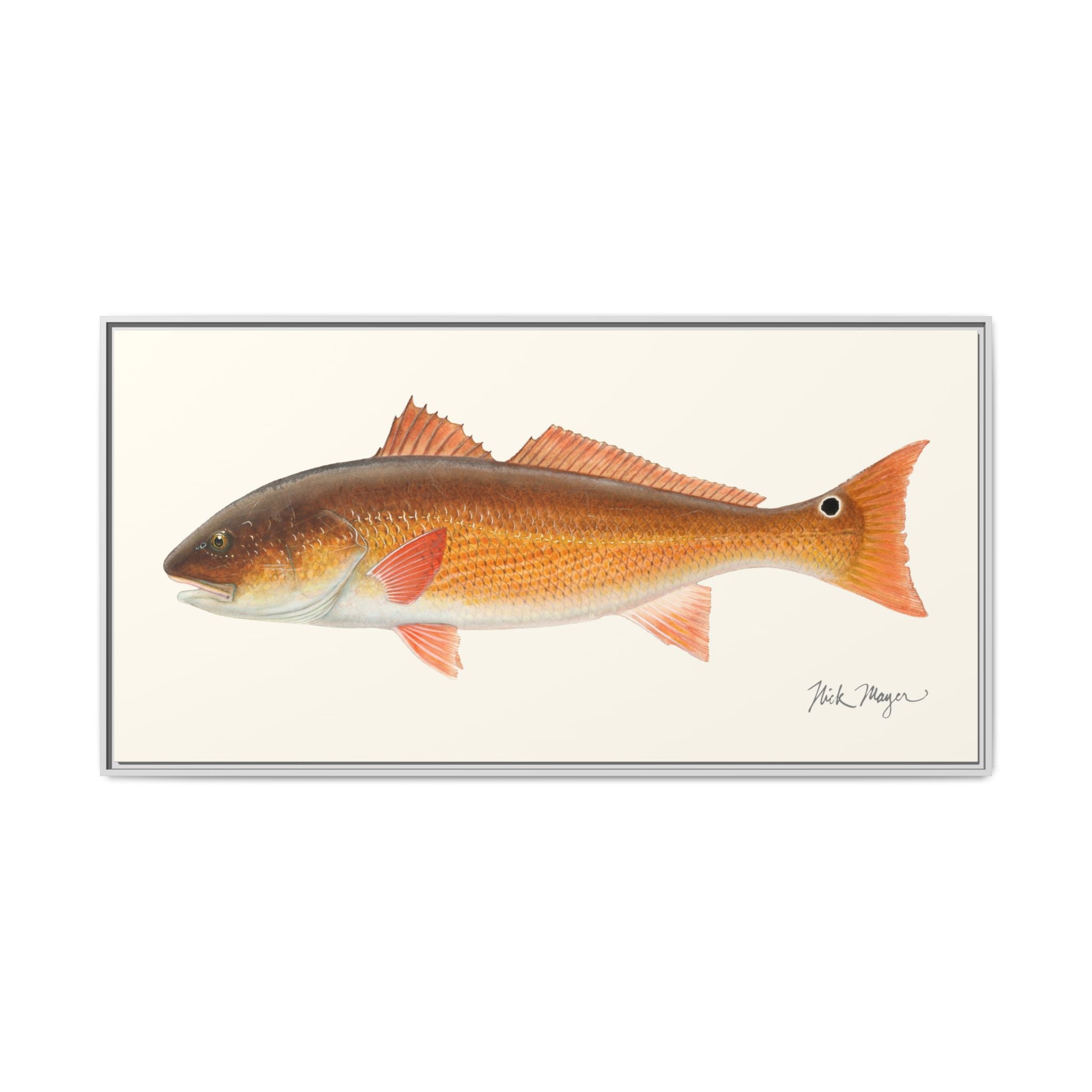 Redfish, 15 lbs Framed Canvas Print Printify