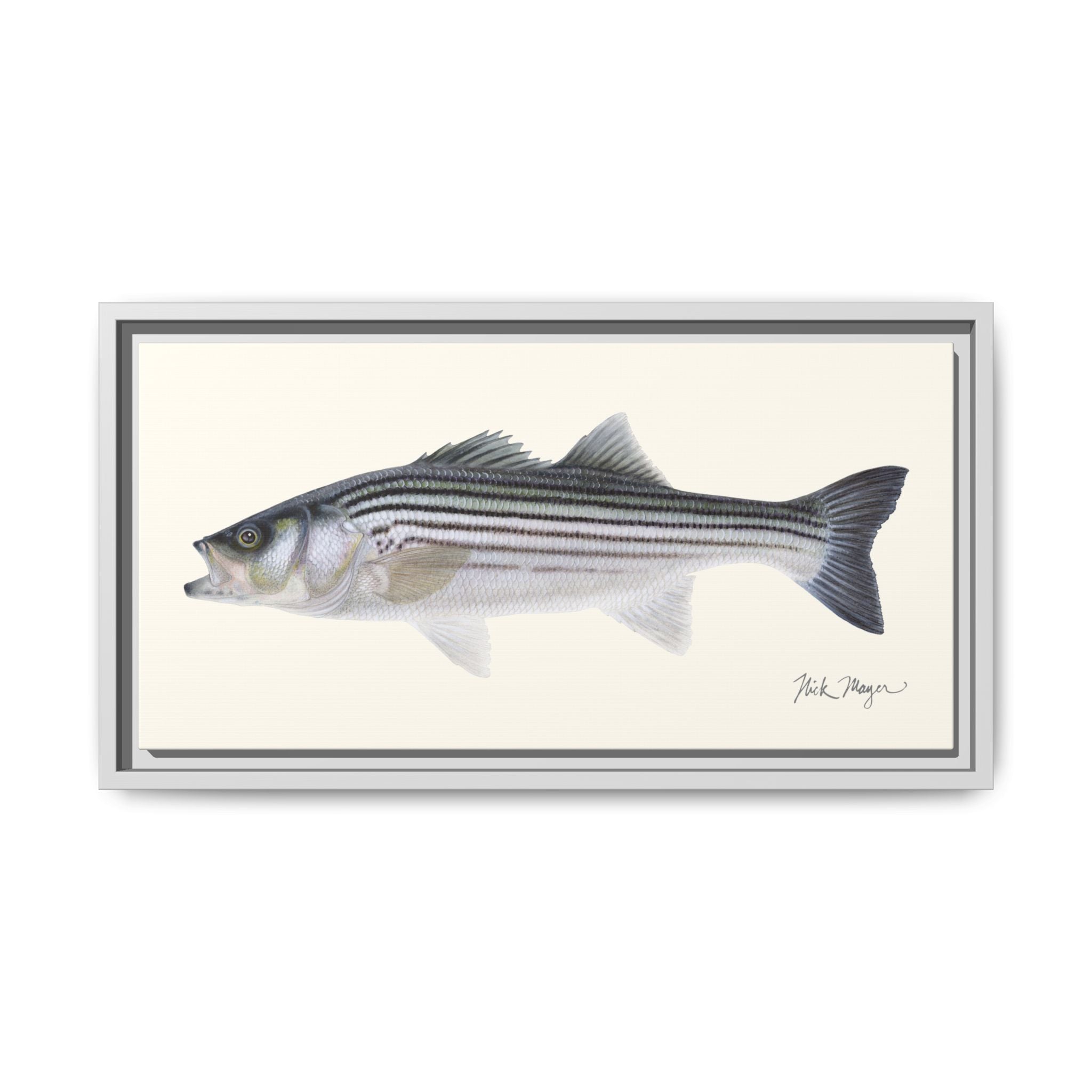 Schoolie Striped Bass Framed Canvas Print Printify