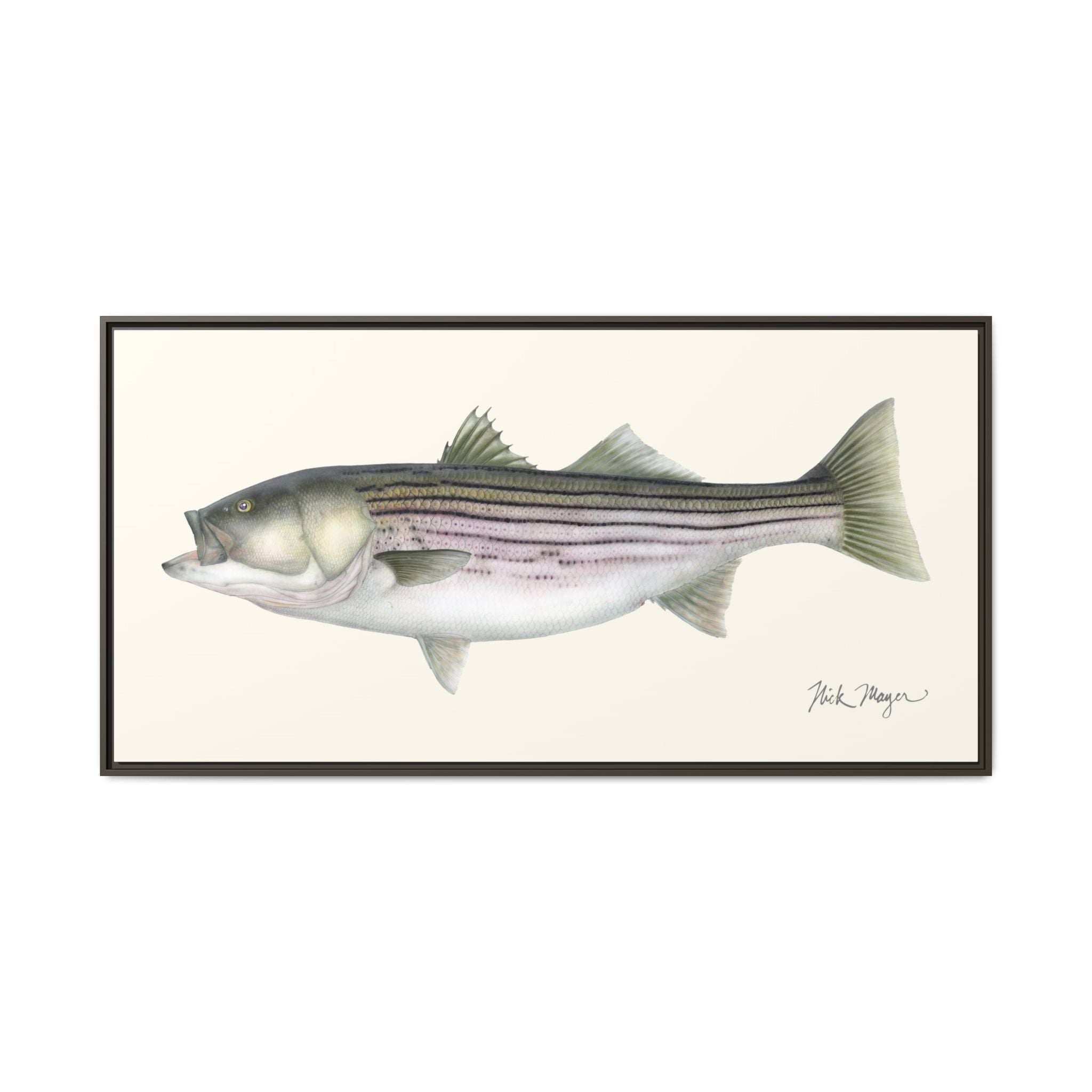Striped Bass, 30 lbs Framed Canvas Print Printify