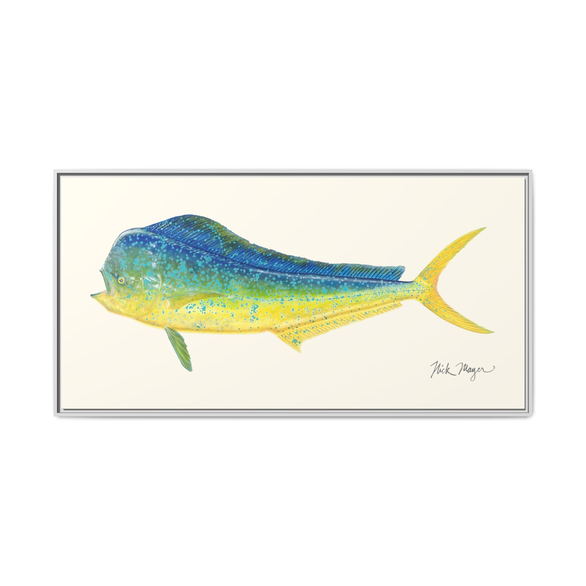 Bull Mahi Mahi Framed Canvas Print