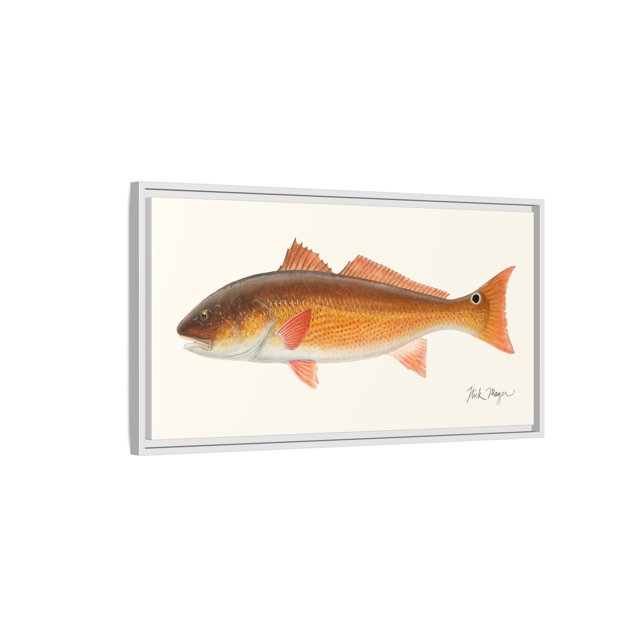 Redfish, 15 lbs Framed Canvas Print Printify