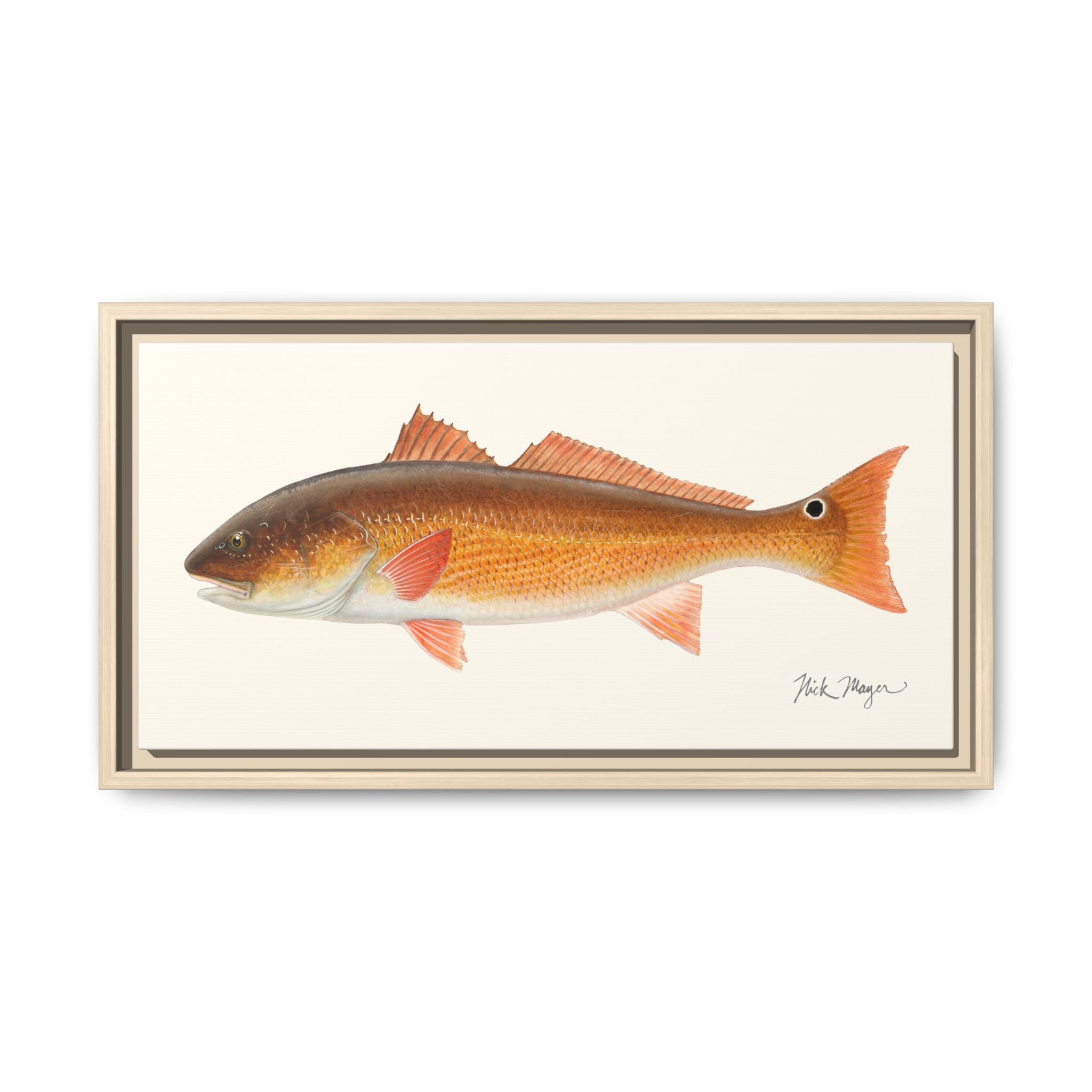 Redfish, 15 lbs Framed Canvas Print Printify