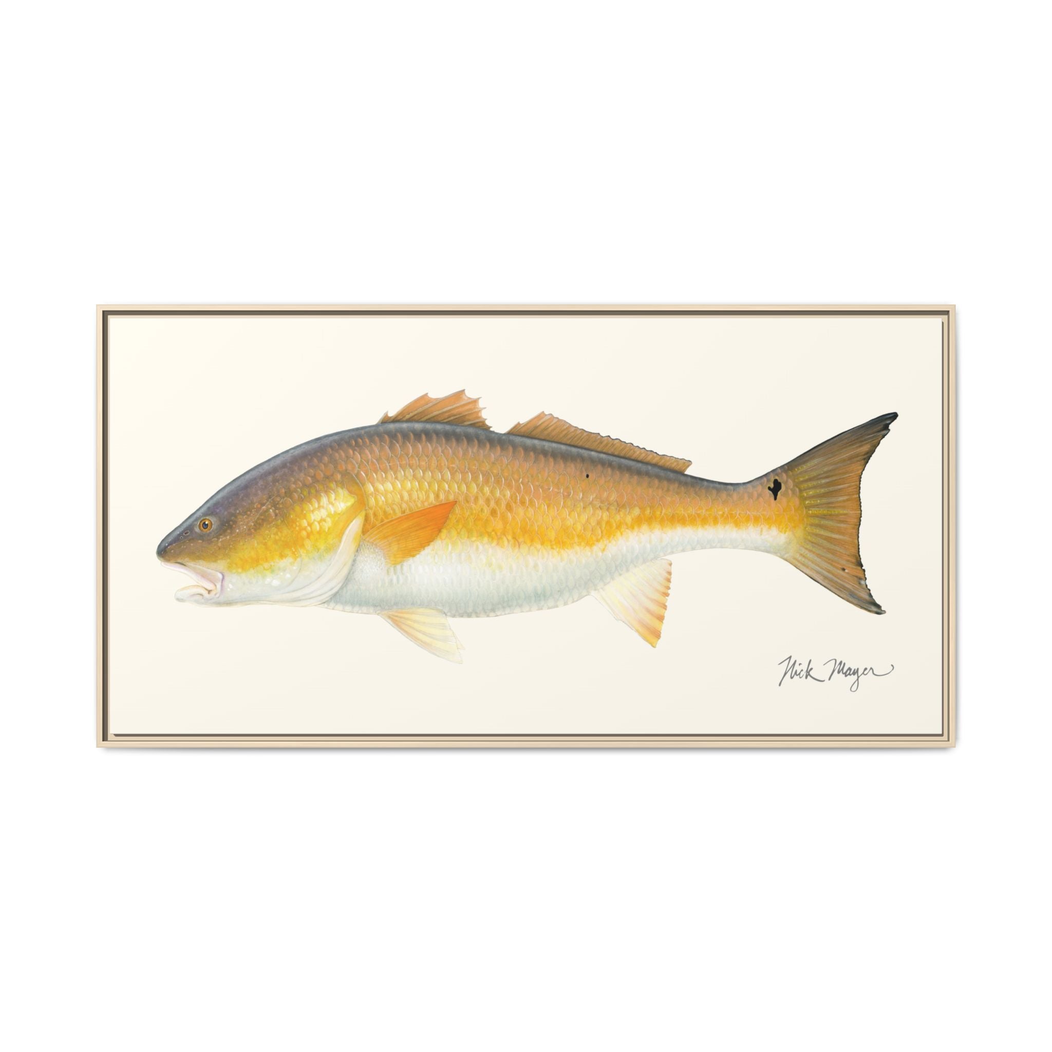 Bull Redfish Framed Canvas Print Printify