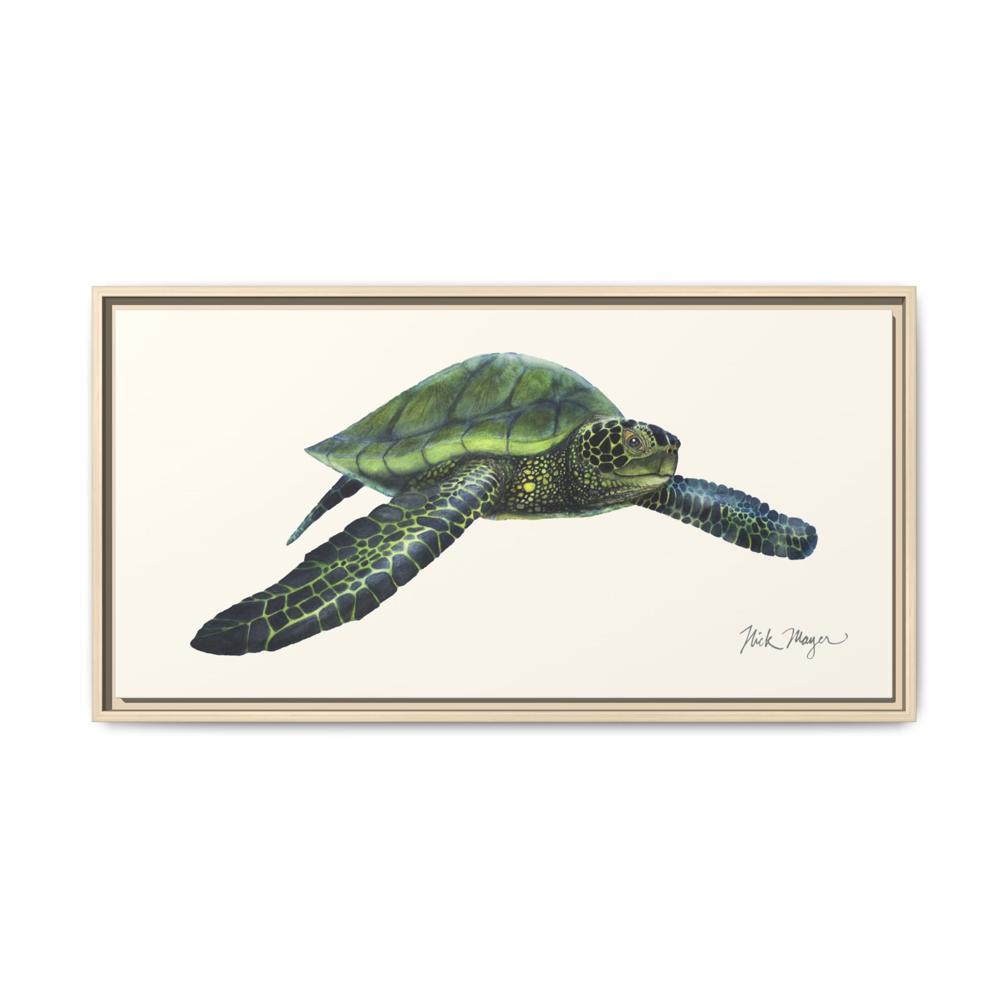 Green Sea Turtle I Framed Canvas Print Printify