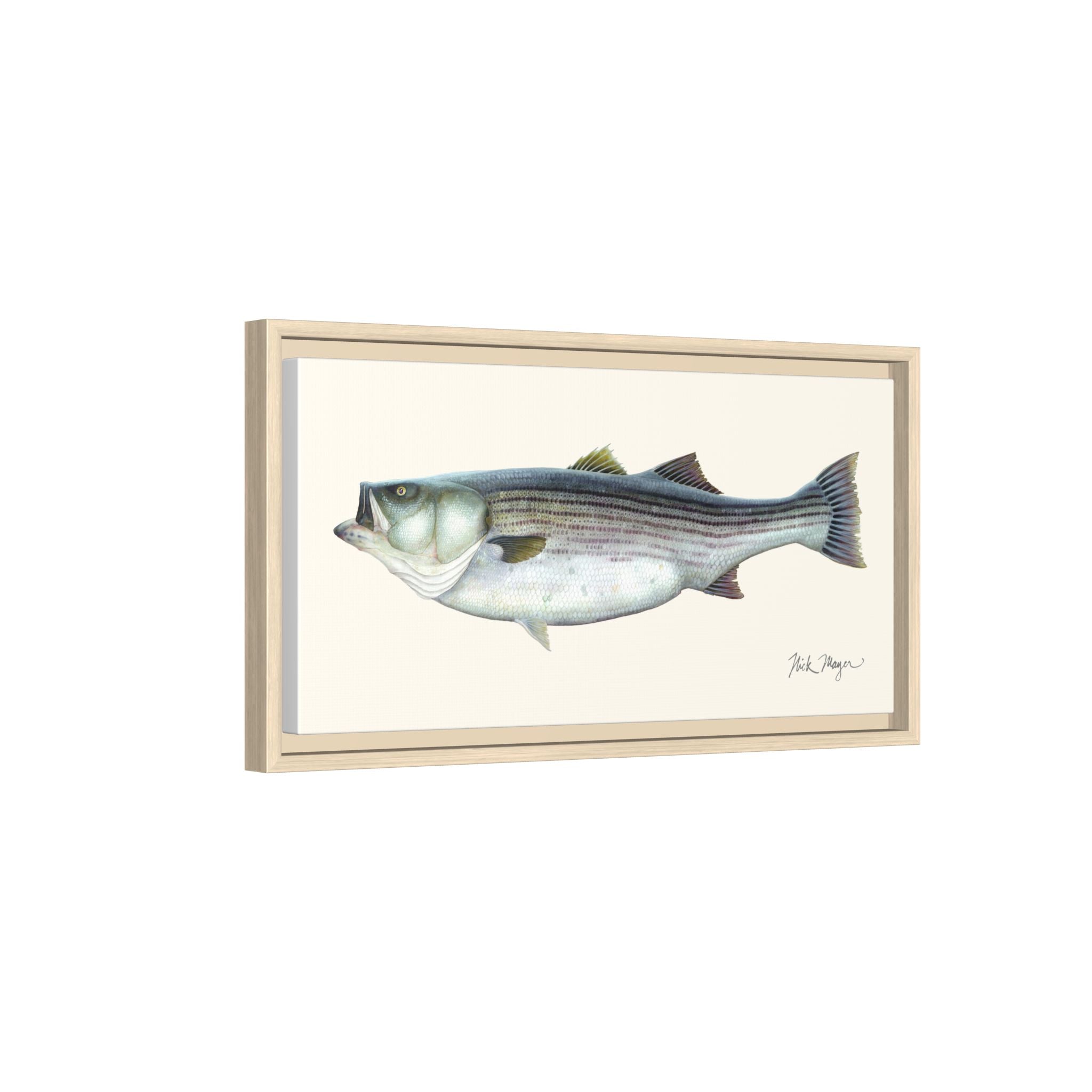 Striped Bass, 60 lbs Framed Canvas Print Printify