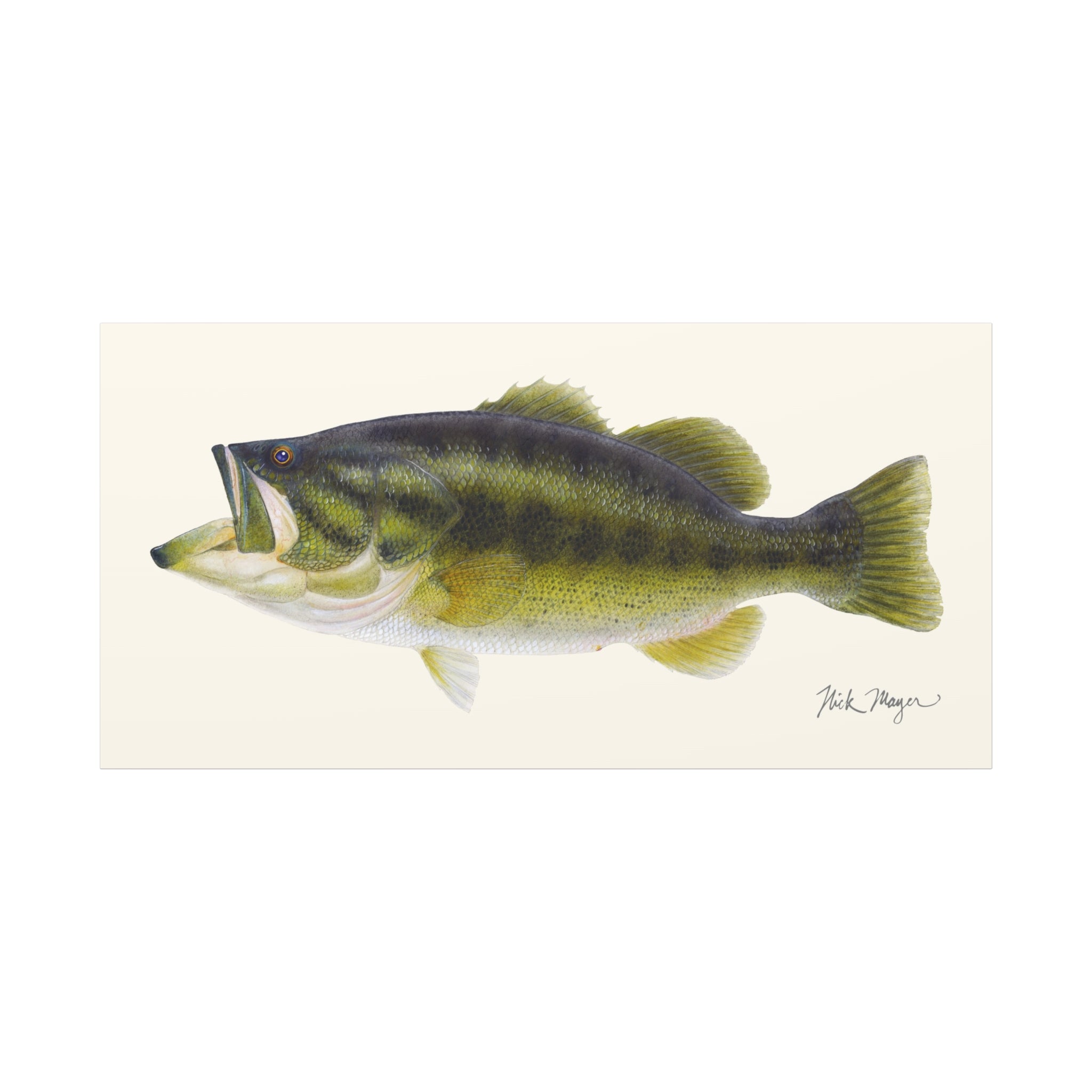 Largemouth Bass I Canvas Print
