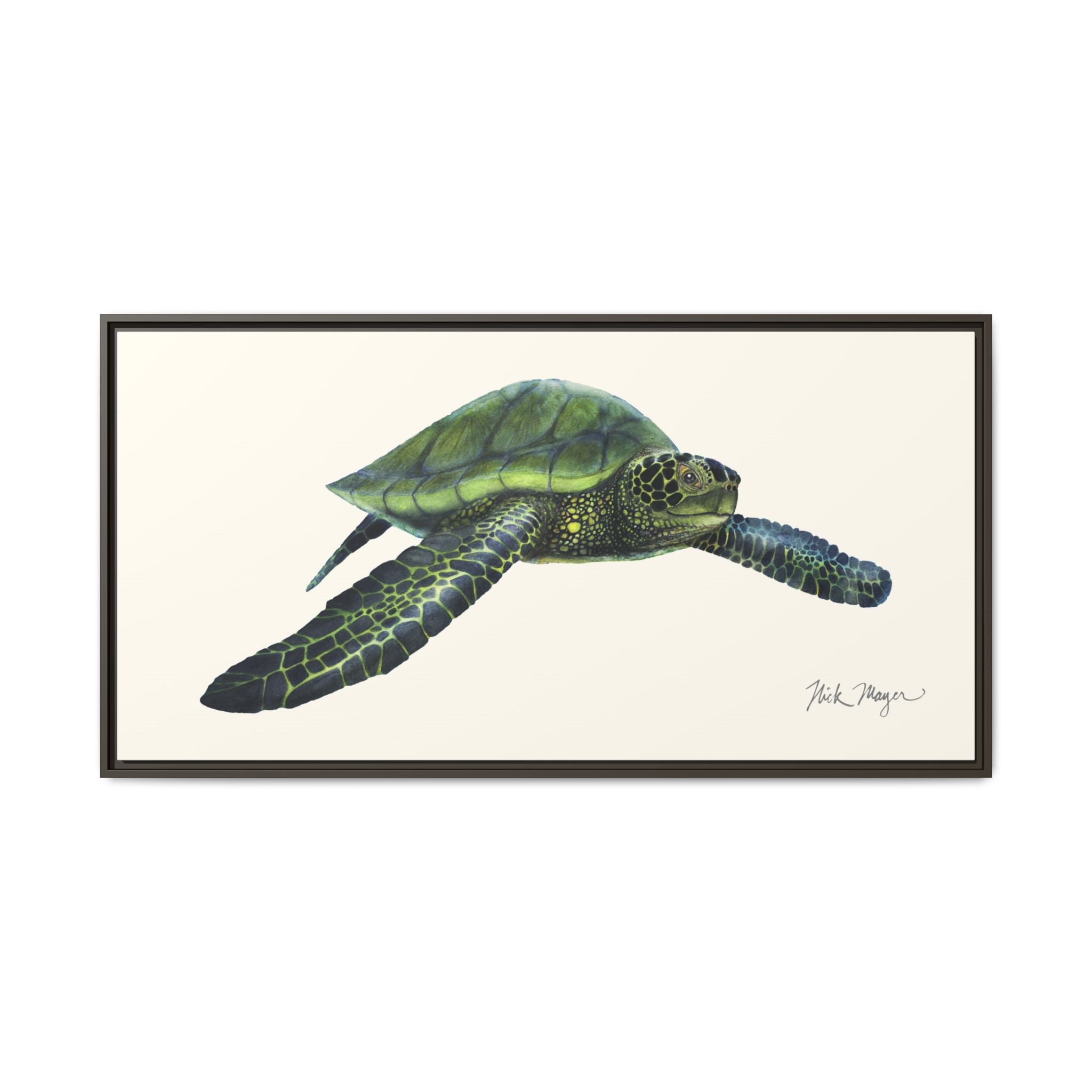 Green Sea Turtle I Framed Canvas Print Printify